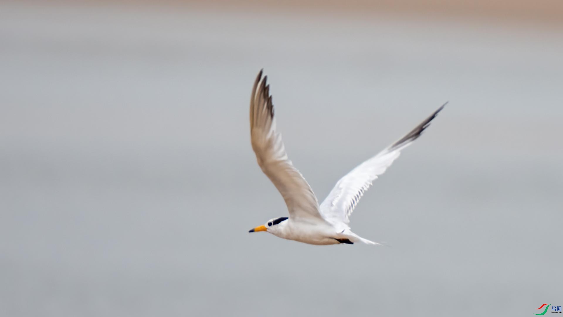 DSC00788 ����.jpg