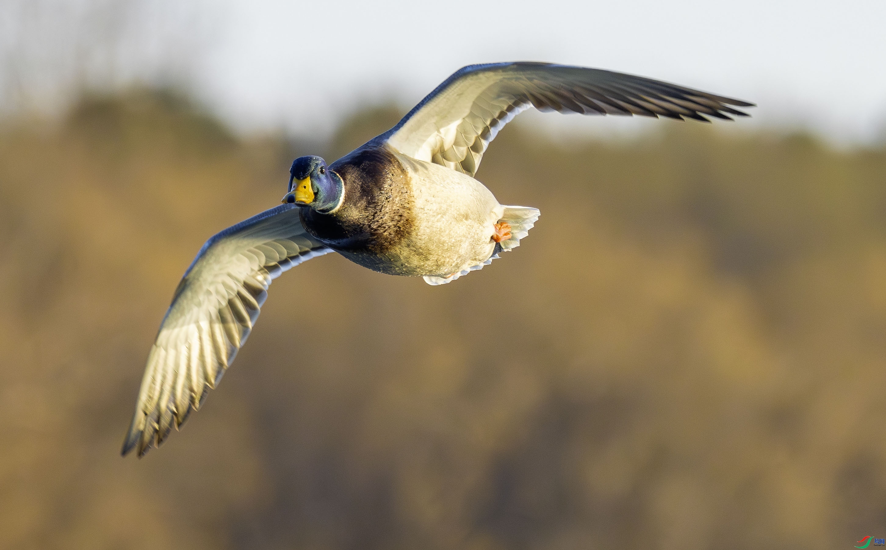 3.30 ����˶����ʦ��Ʒ  ������˭  �ٻ�2026��3��30�ջ�Ա��ҳ����.jpg