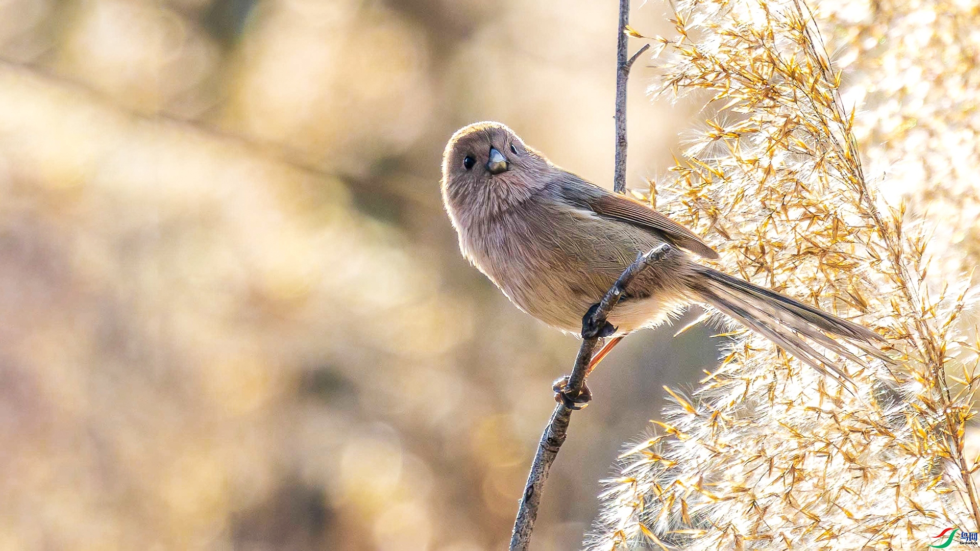 3.31 ����˶����ʦ��Ʒ  ����ȸӰ  �ٻ�2026��3��31�ջ�Ա��ҳ����.jpg