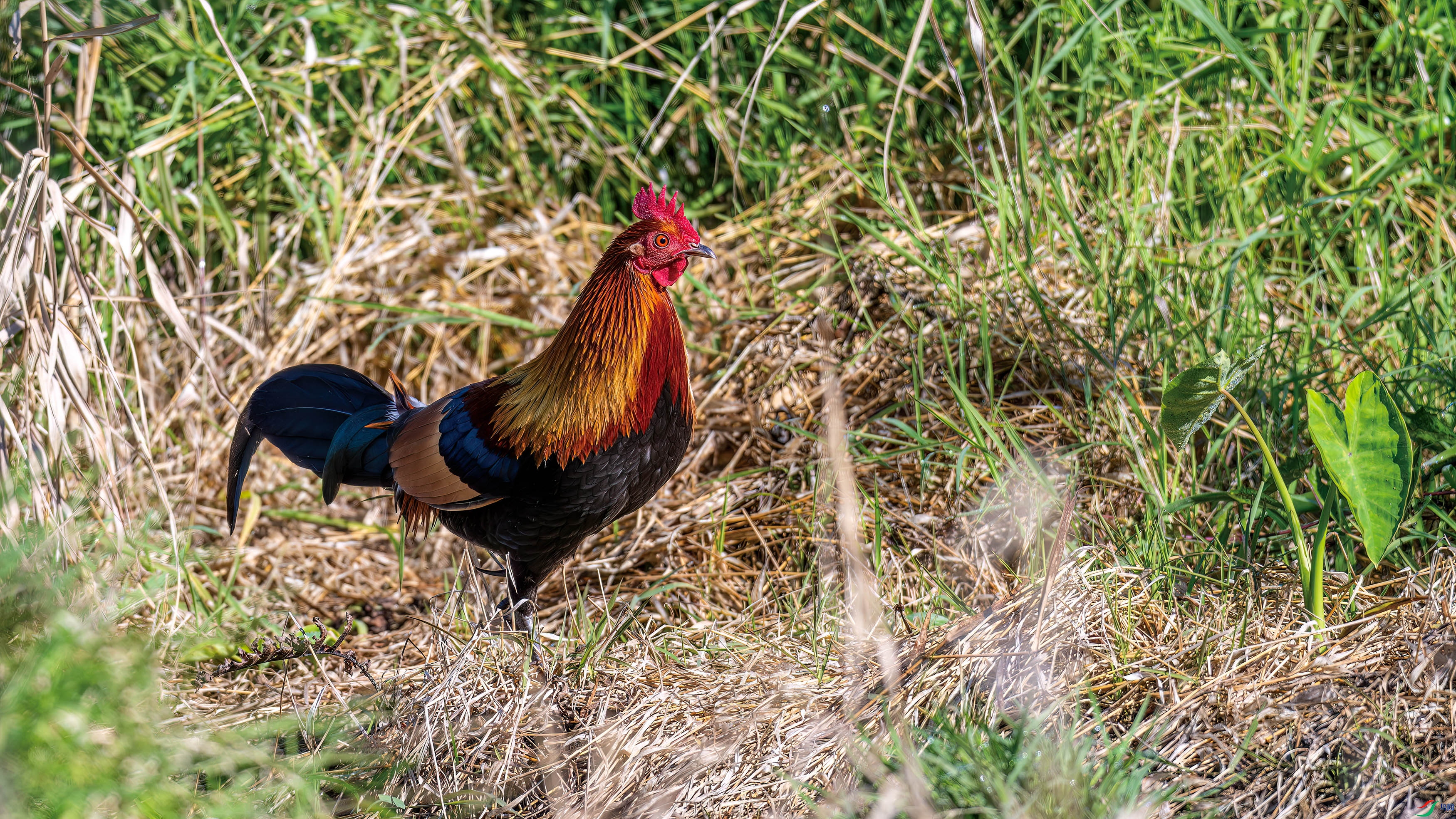 DSC_2302.jpg