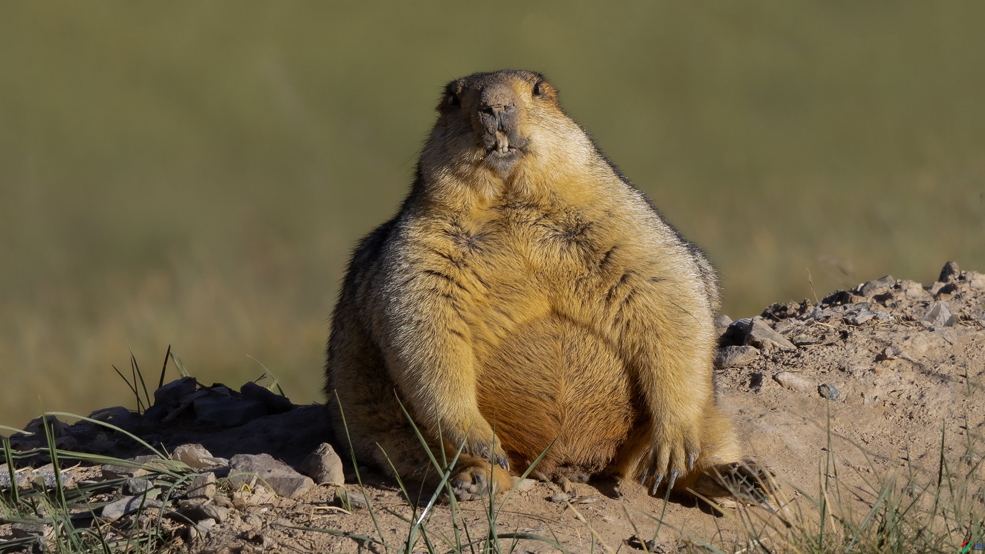 ϲ�����ź�̡ 2.jpg