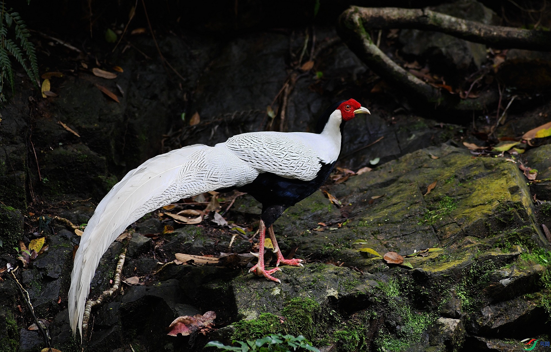 DSC_0602.jpg