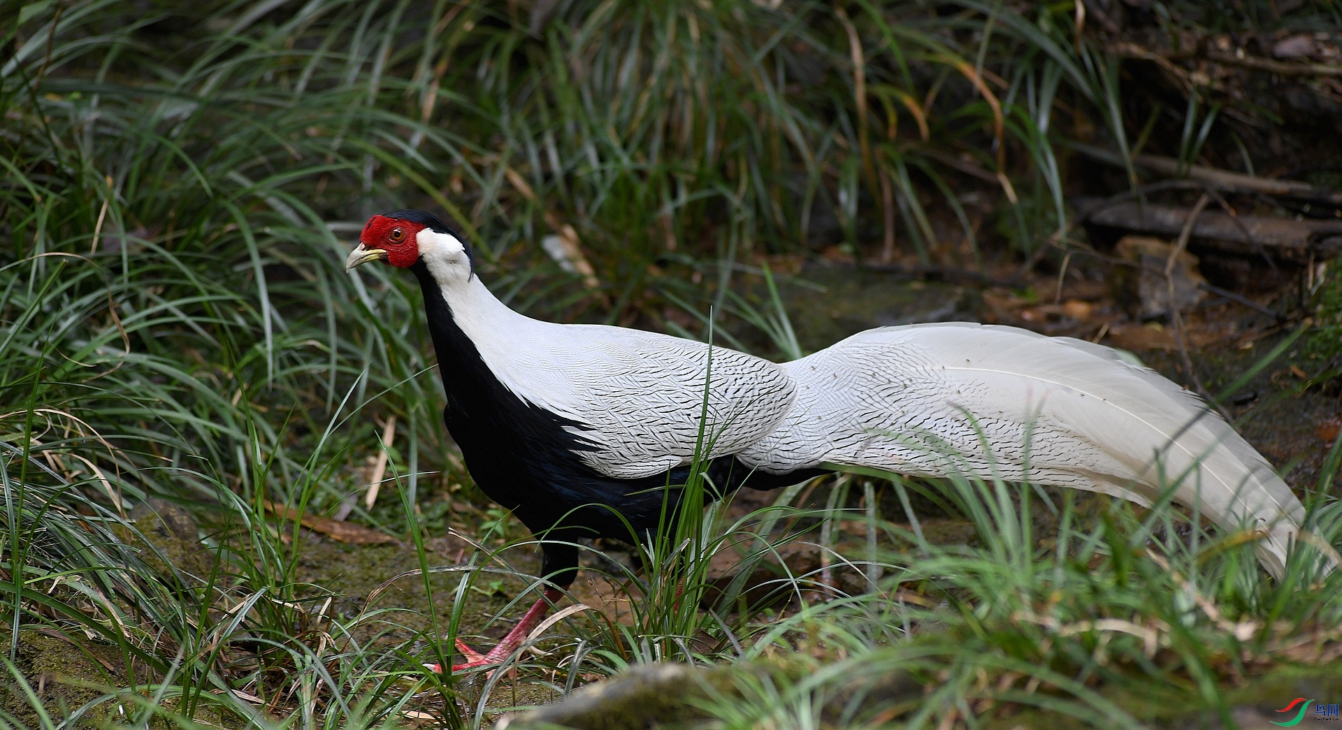 DSC_0469.jpg