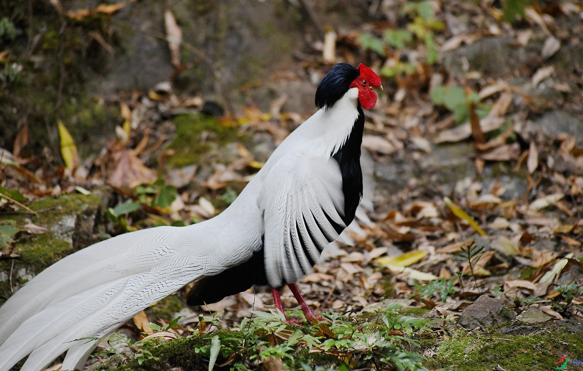 DSC_9532.jpg
