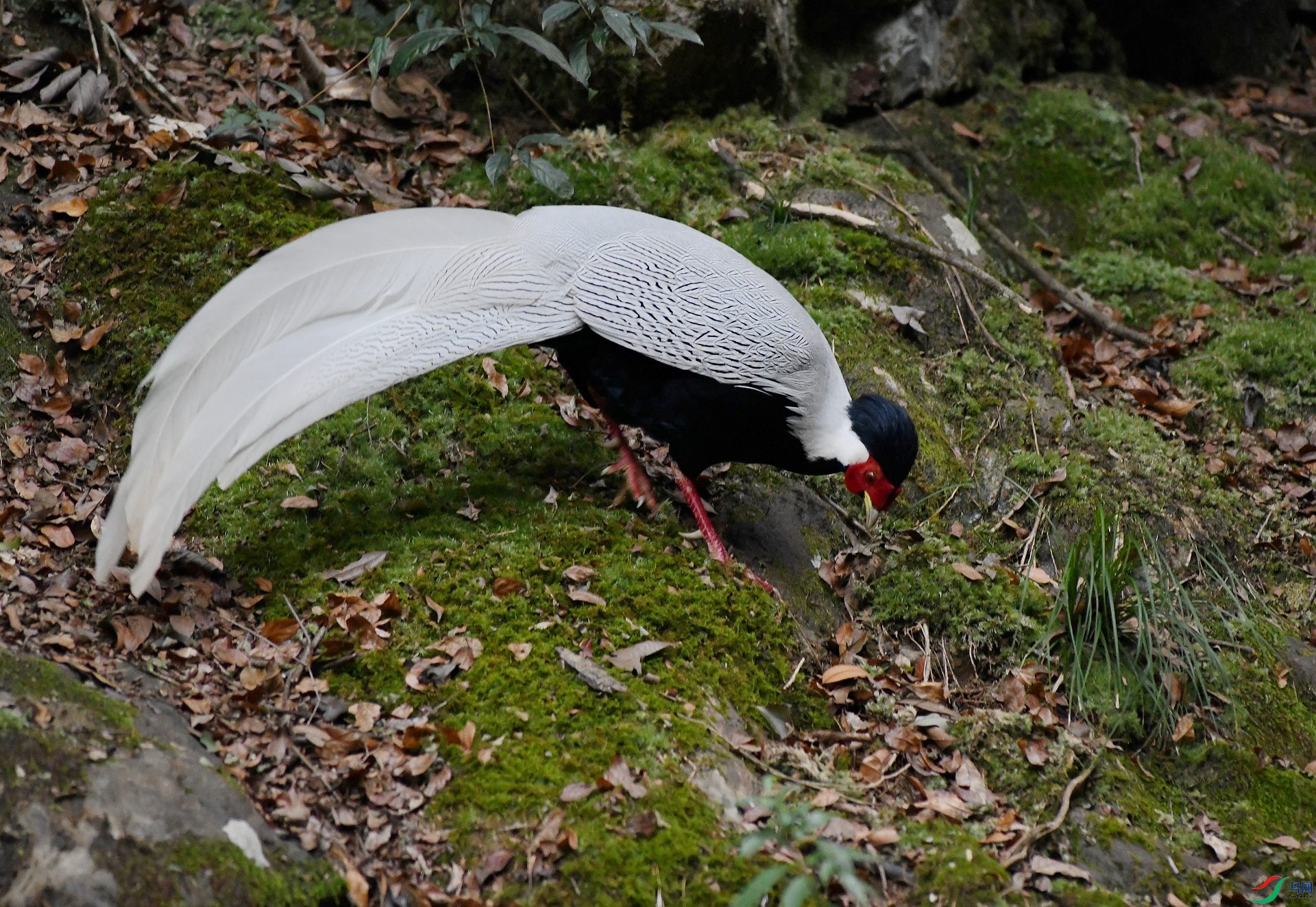 DSC_9565.jpg