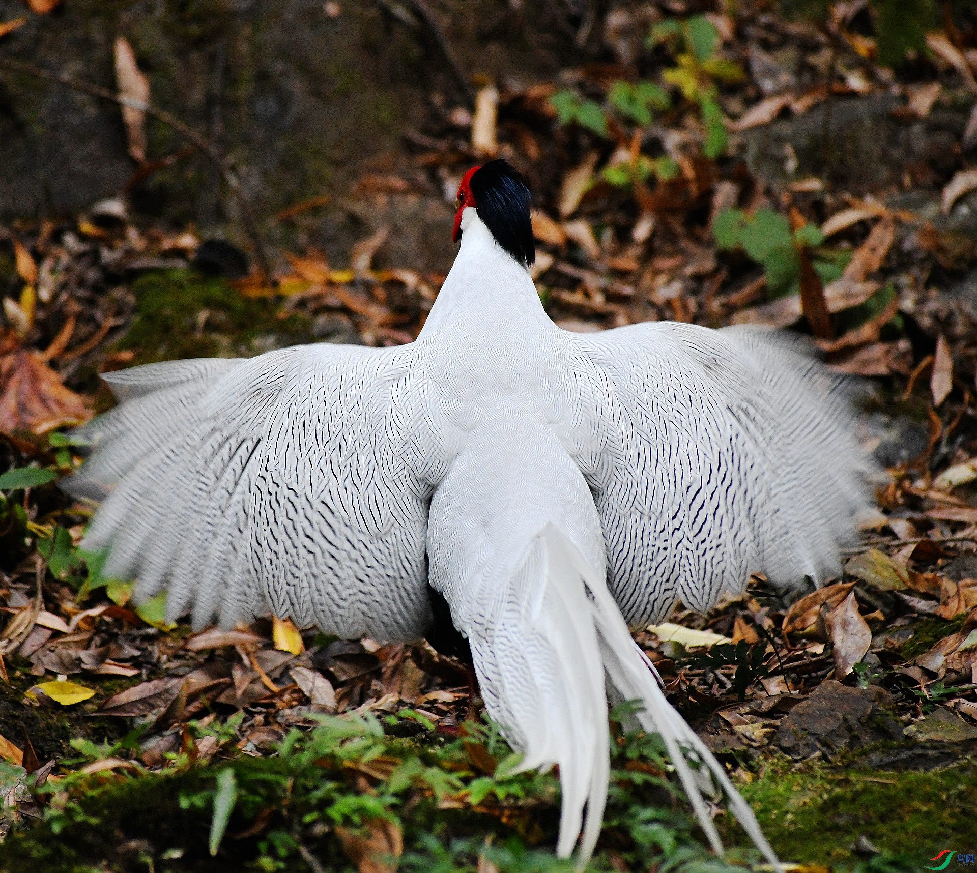 DSC_9546.jpg