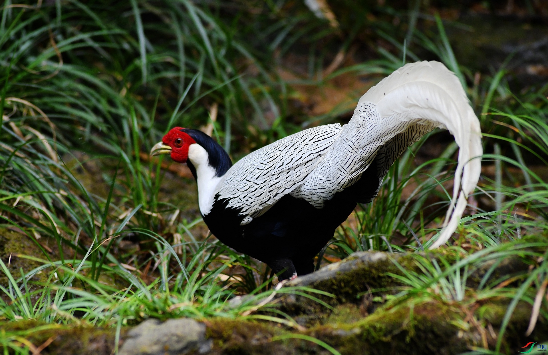 DSC_0350.jpg