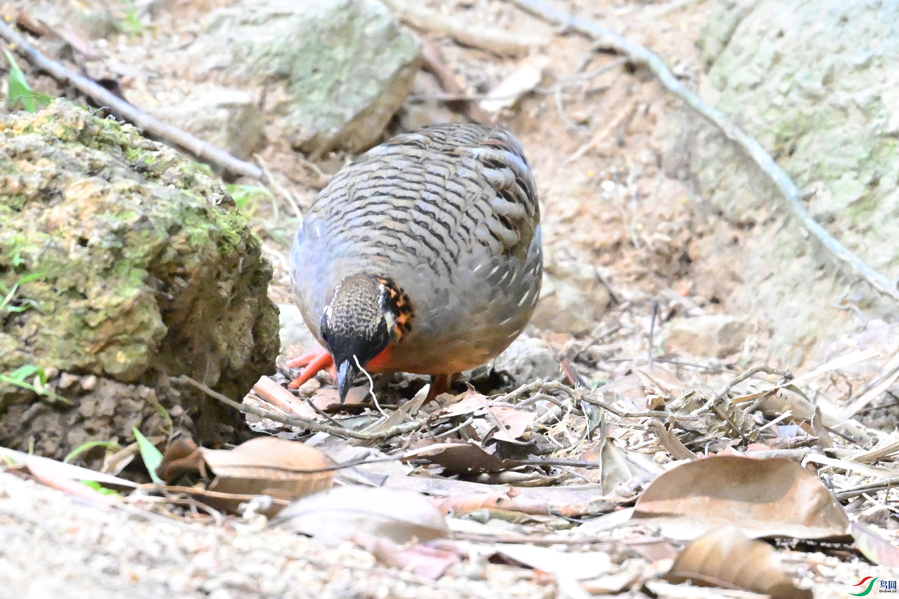 DSC_7438.JPG