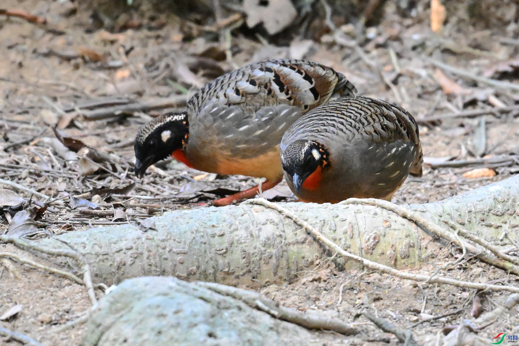 DSC_7418.JPG