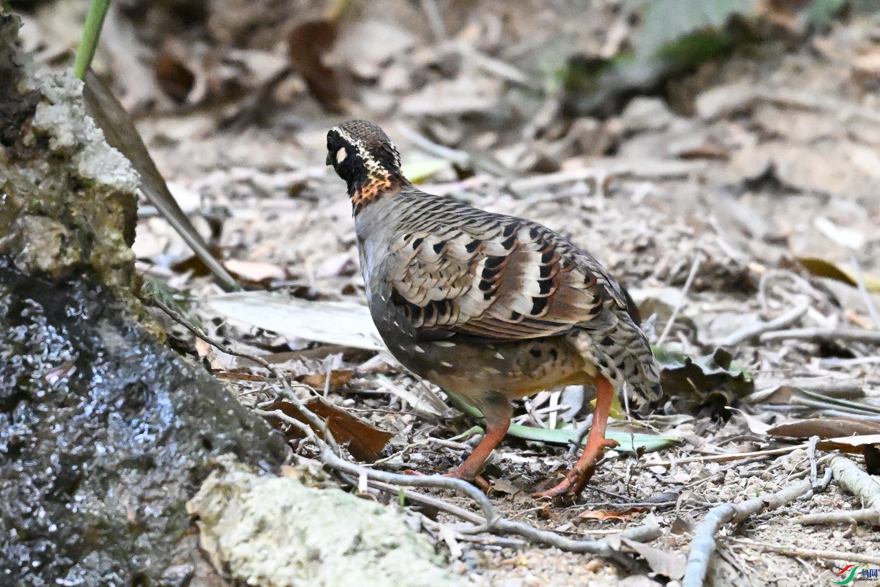 DSC_7388.JPG