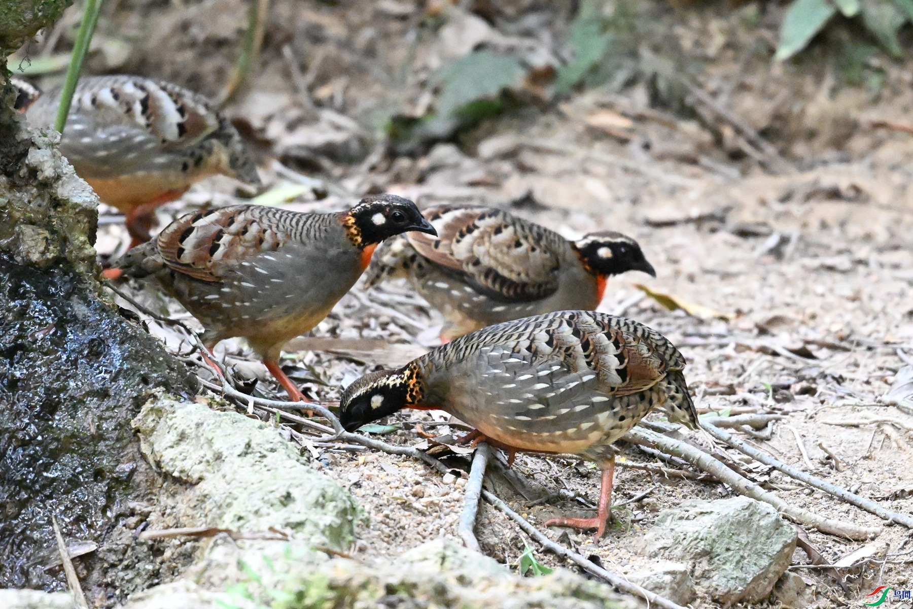 DSC_7342.JPG