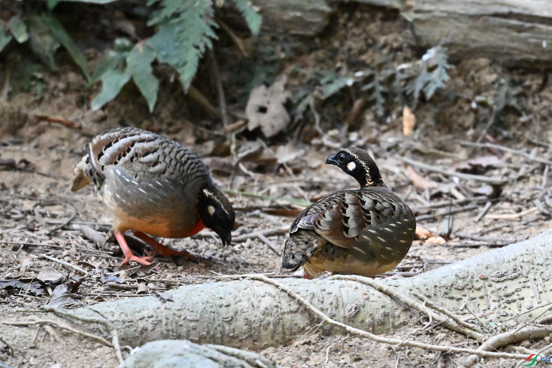 DSC_7370.JPG
