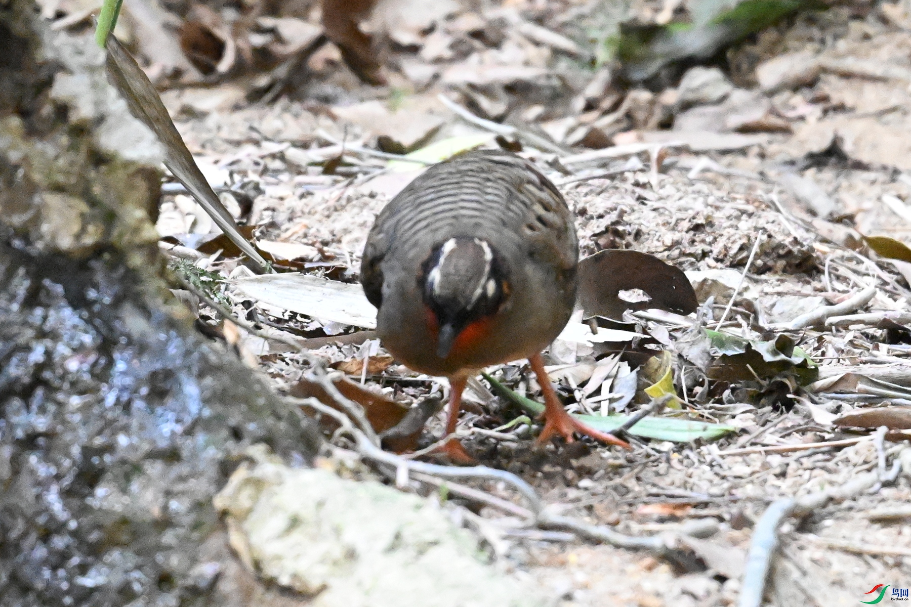 DSC_7376.JPG
