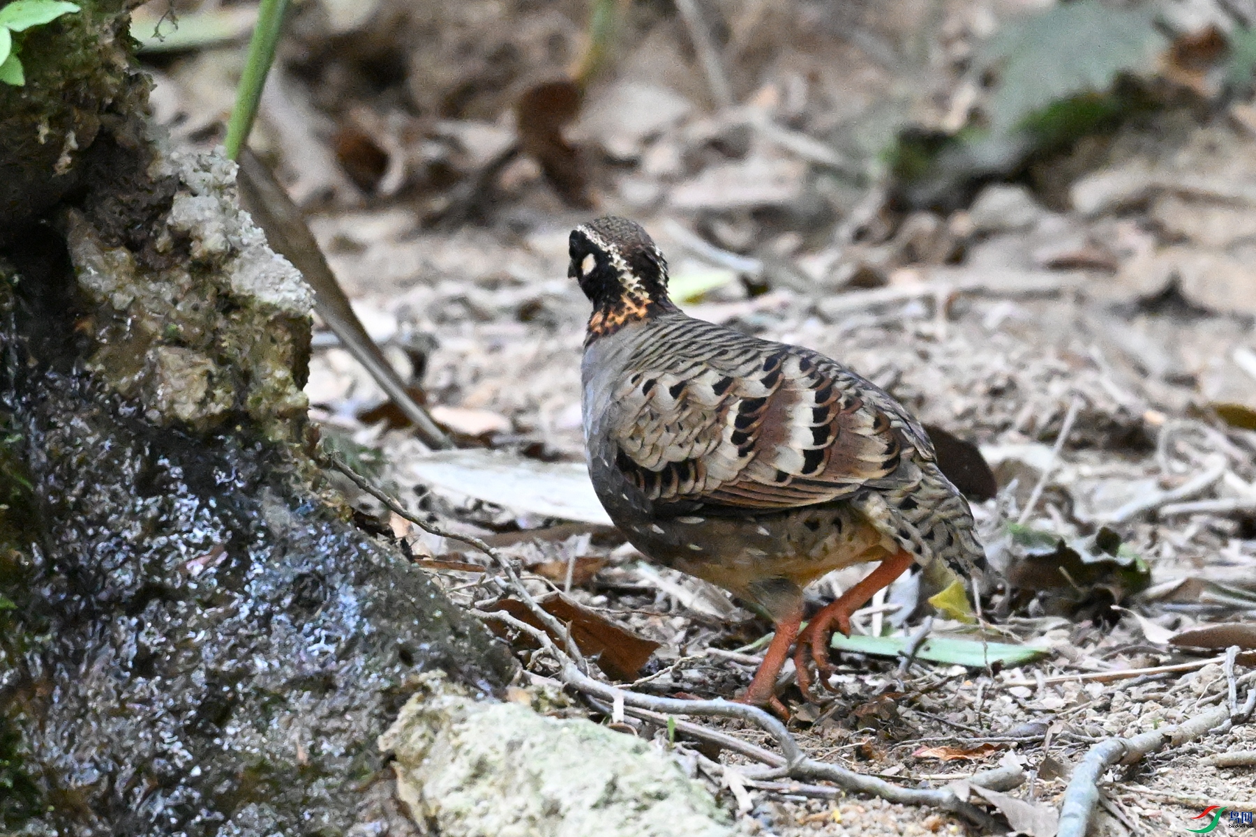 DSC_7390.JPG
