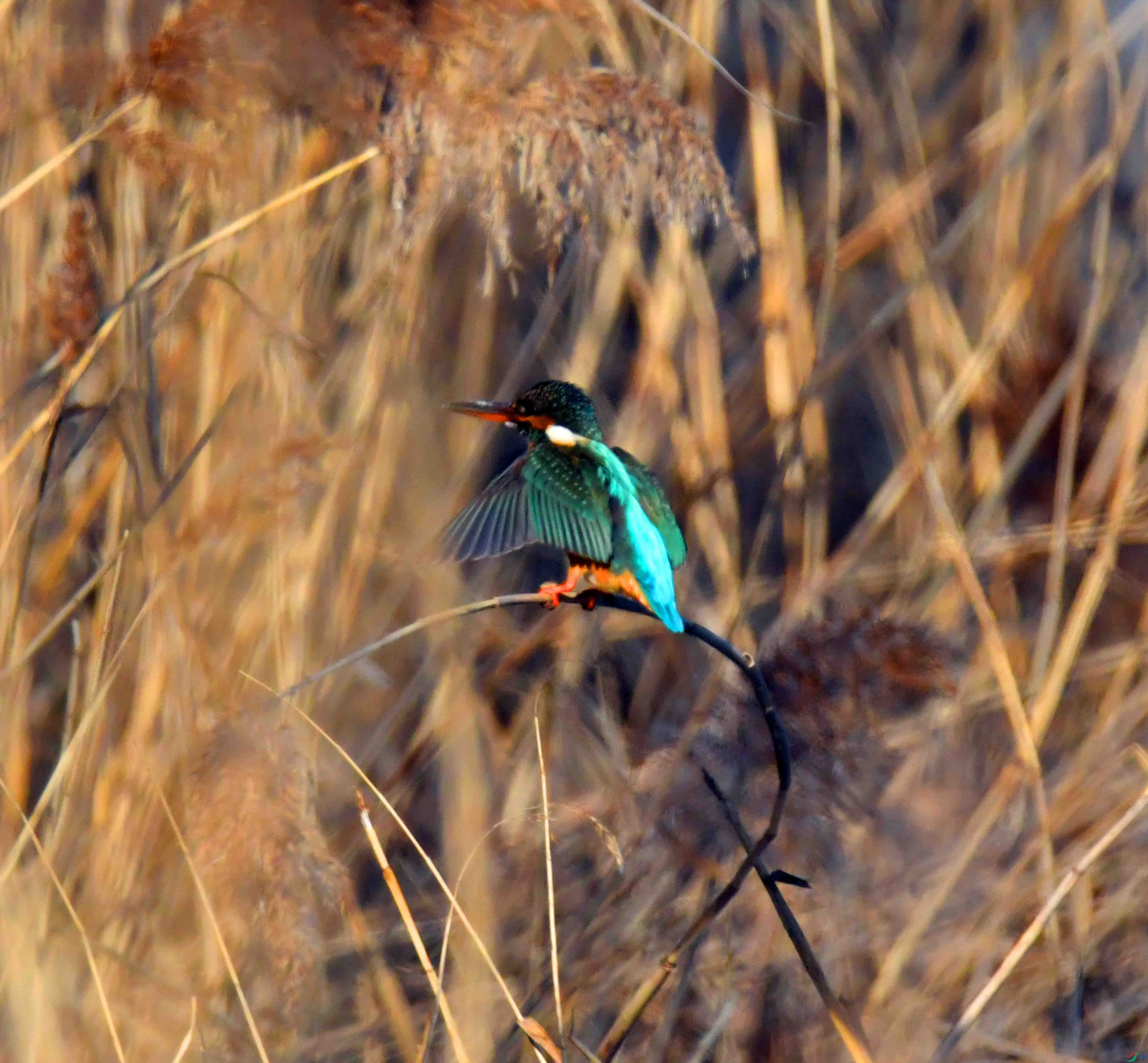 DSC_1122.JPG
