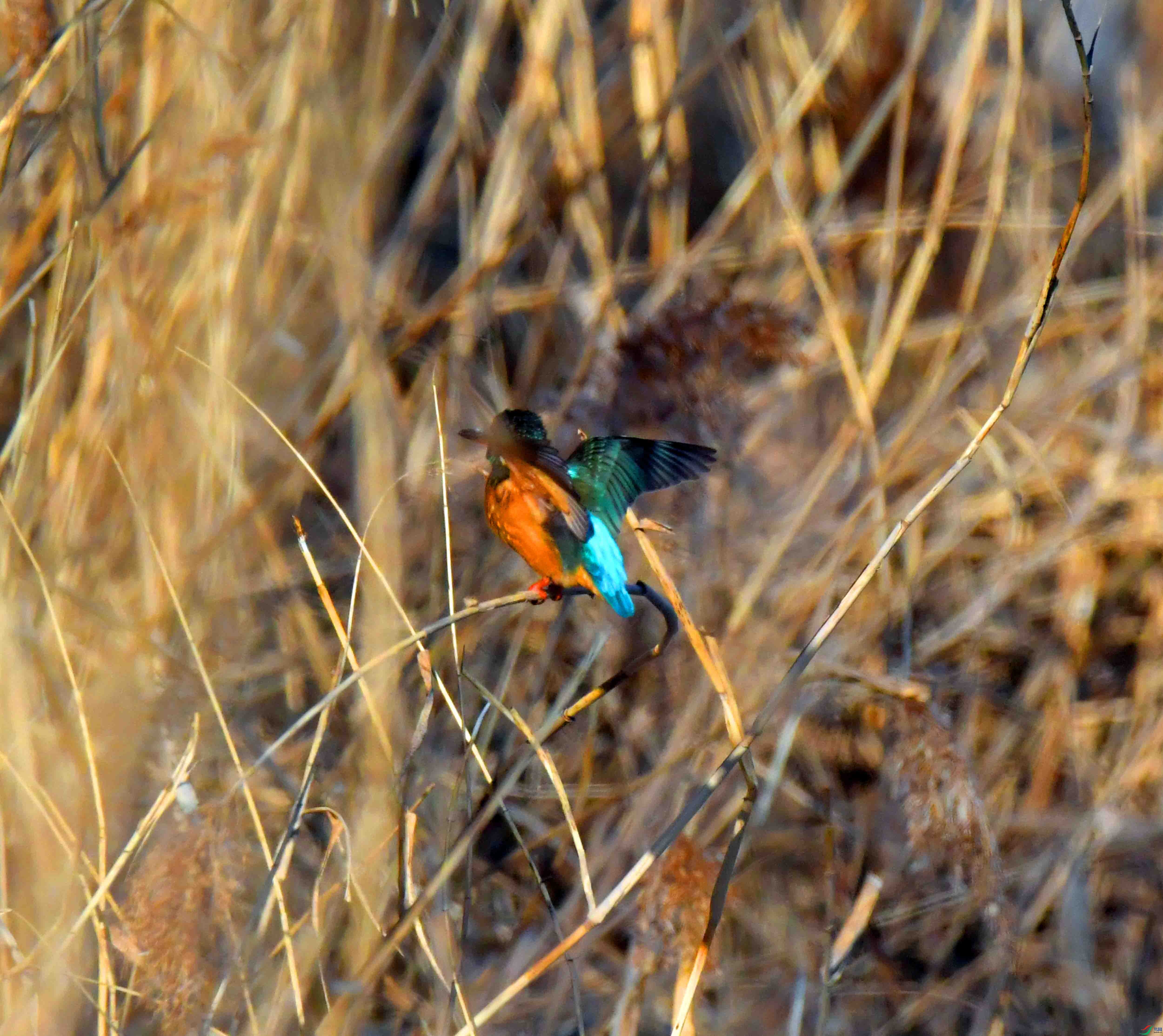 DSC_1127.JPG