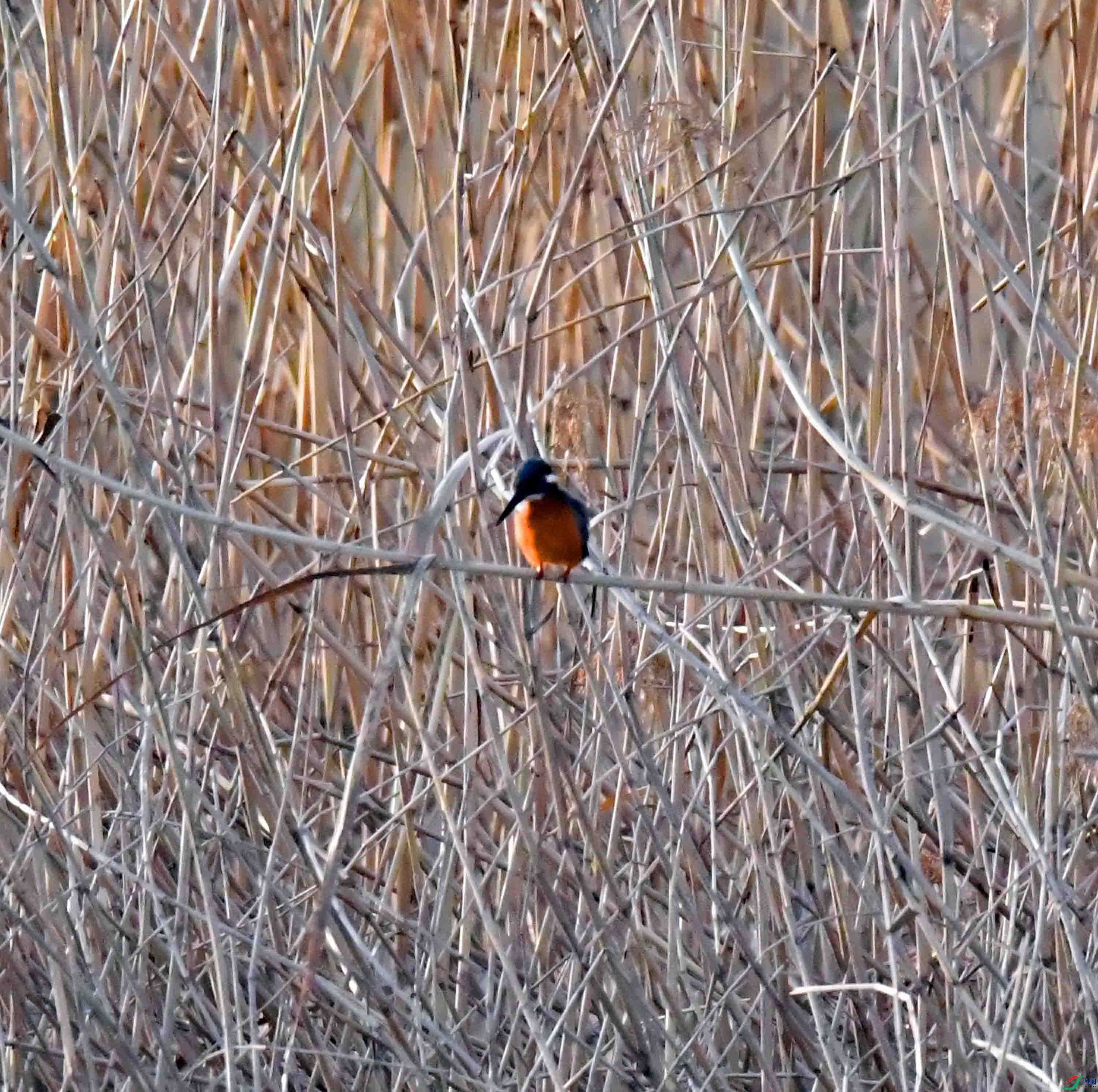 DSC_1925.JPG
