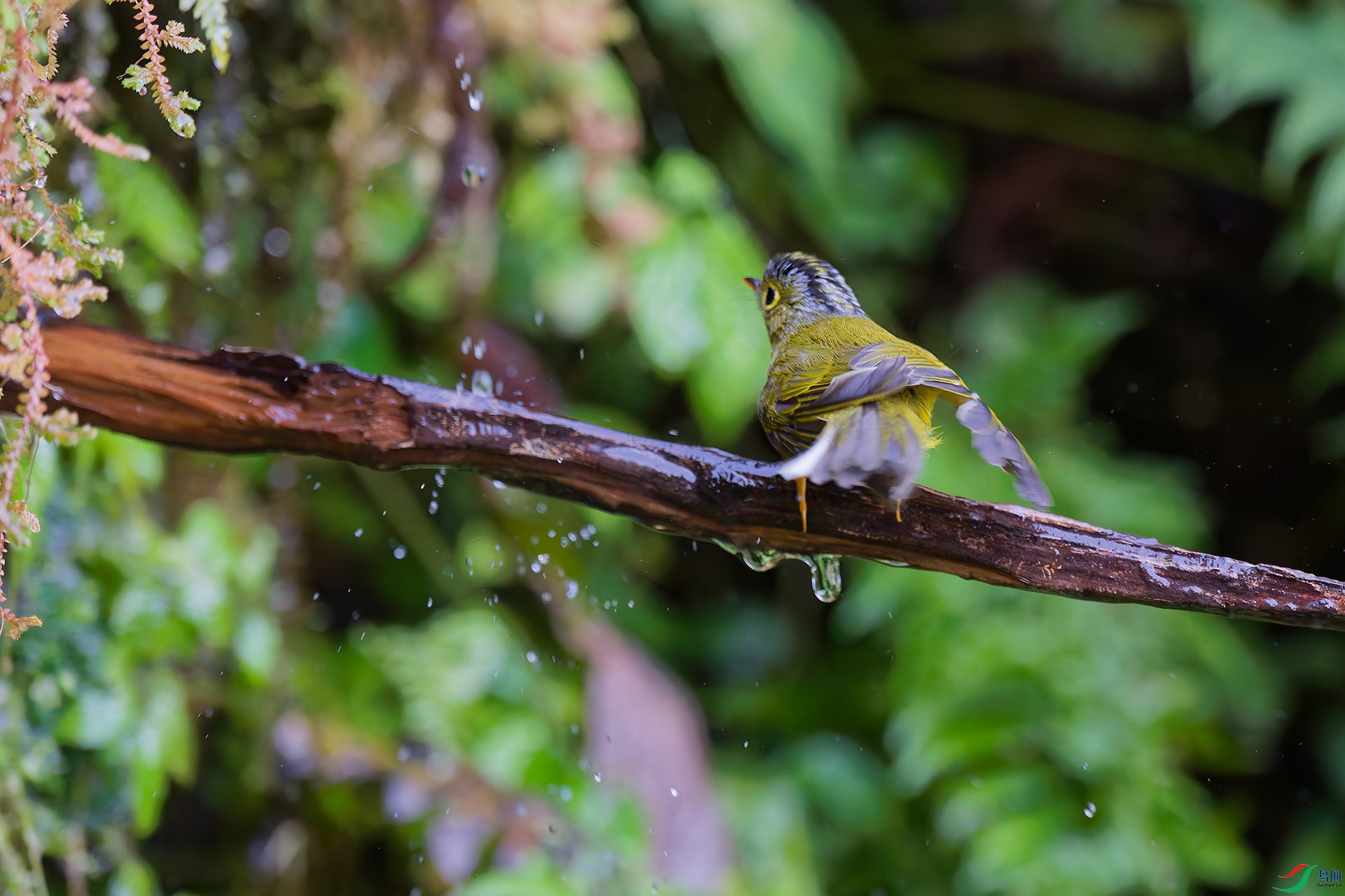 DSC_2396_DxO_DxO.jpga.jpg