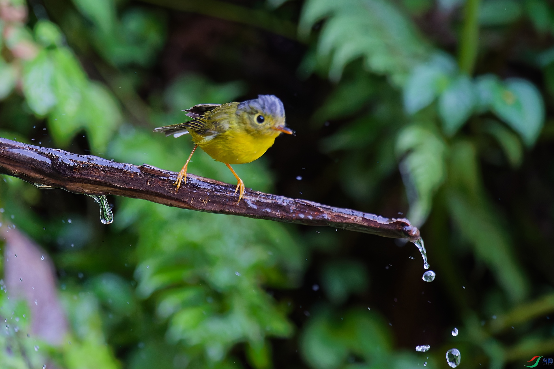 DSC_2356_DxO_DxO.jpga.jpg