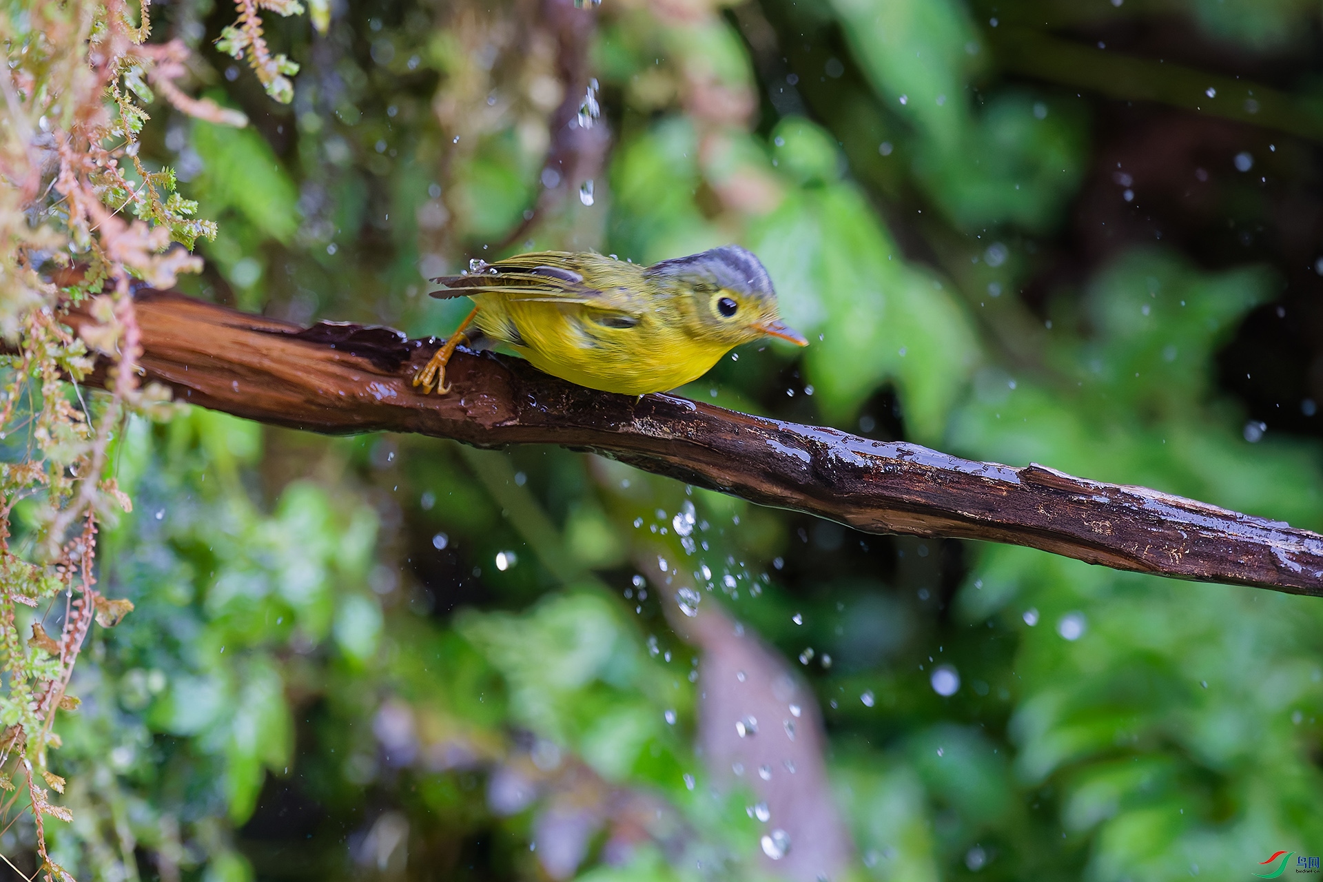 DSC_2339_DxO_DxO.jpga.jpg