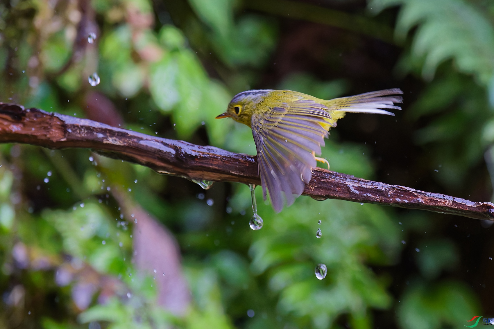 DSC_2299_DxO_DxOa.jpg