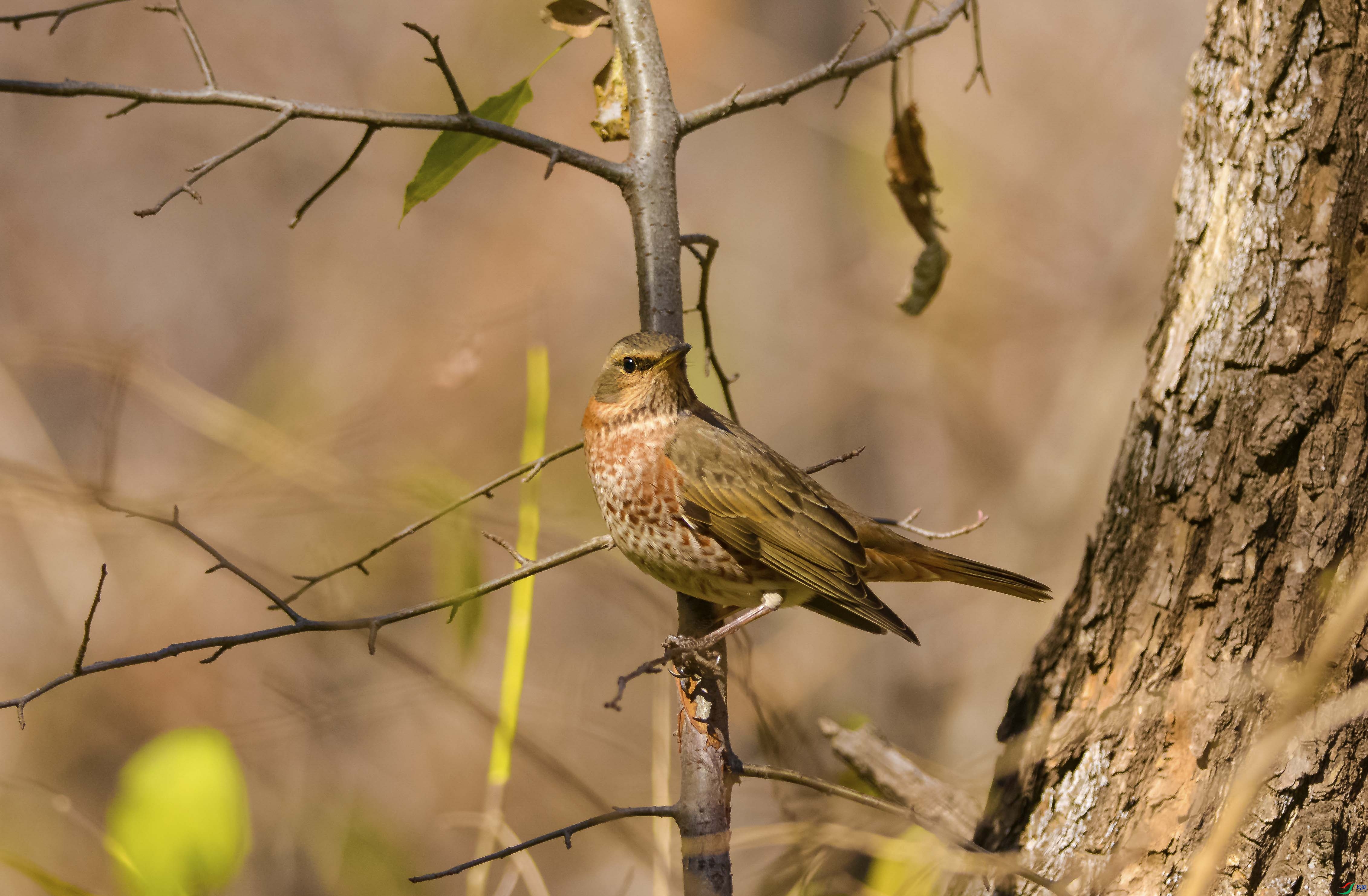 DSC_7048.jpg