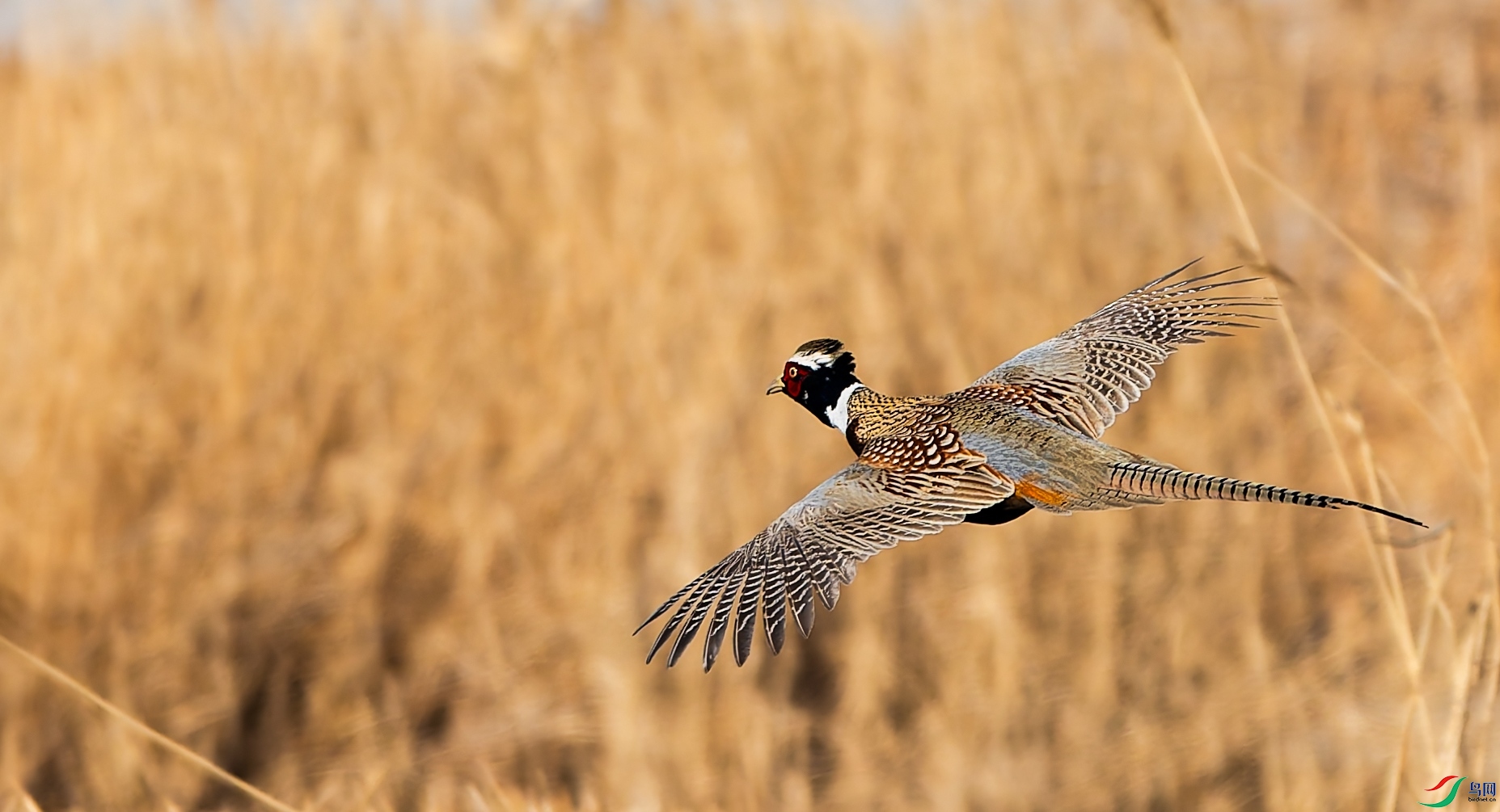 DSC_8040-DxO_DeepPRIME XD2s(1).jpg