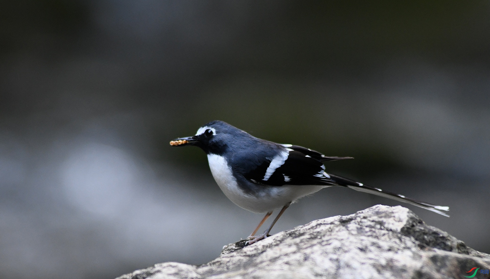 DSC_1559.jpg