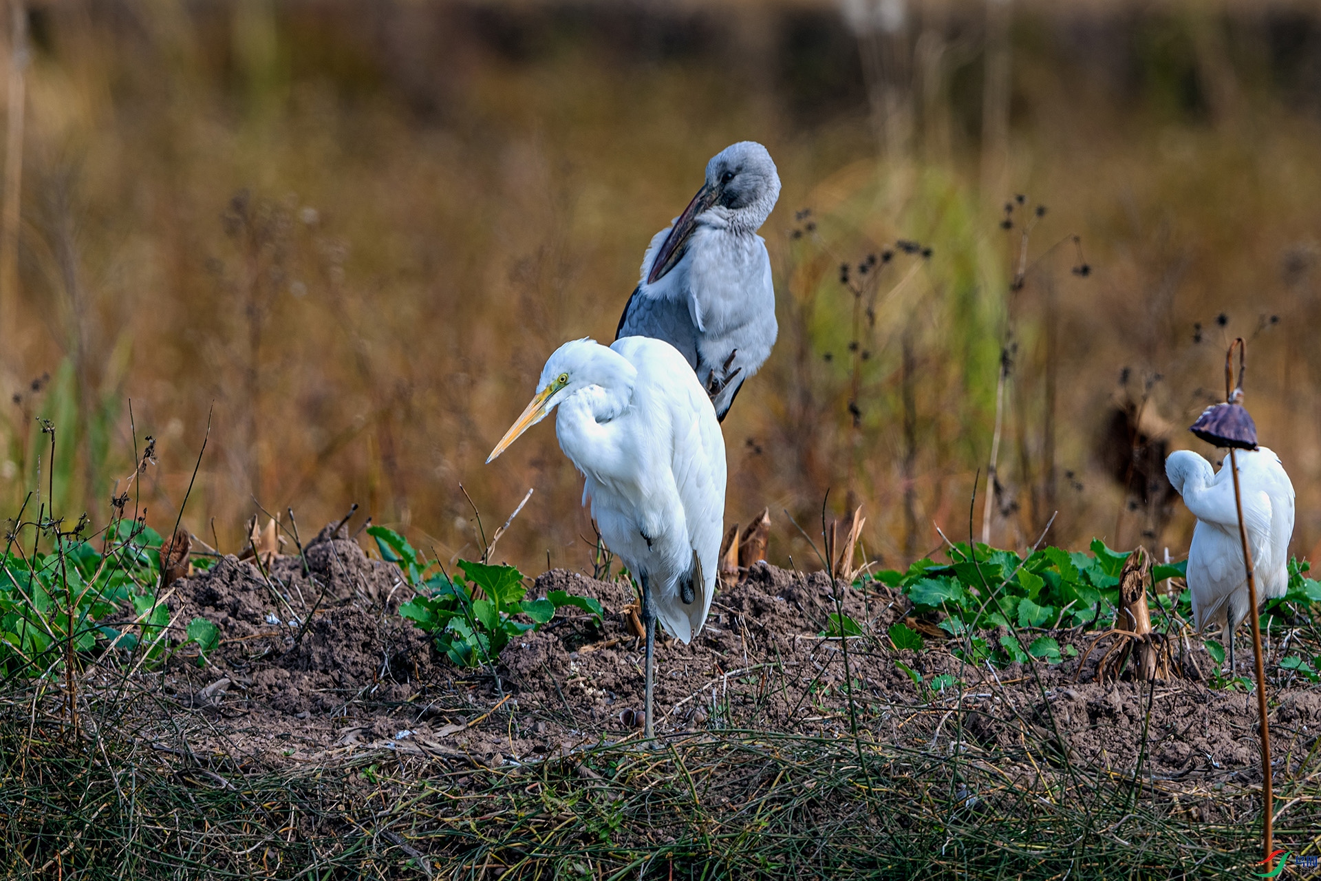 _AUU2159 С��(25.12.3).jpg
