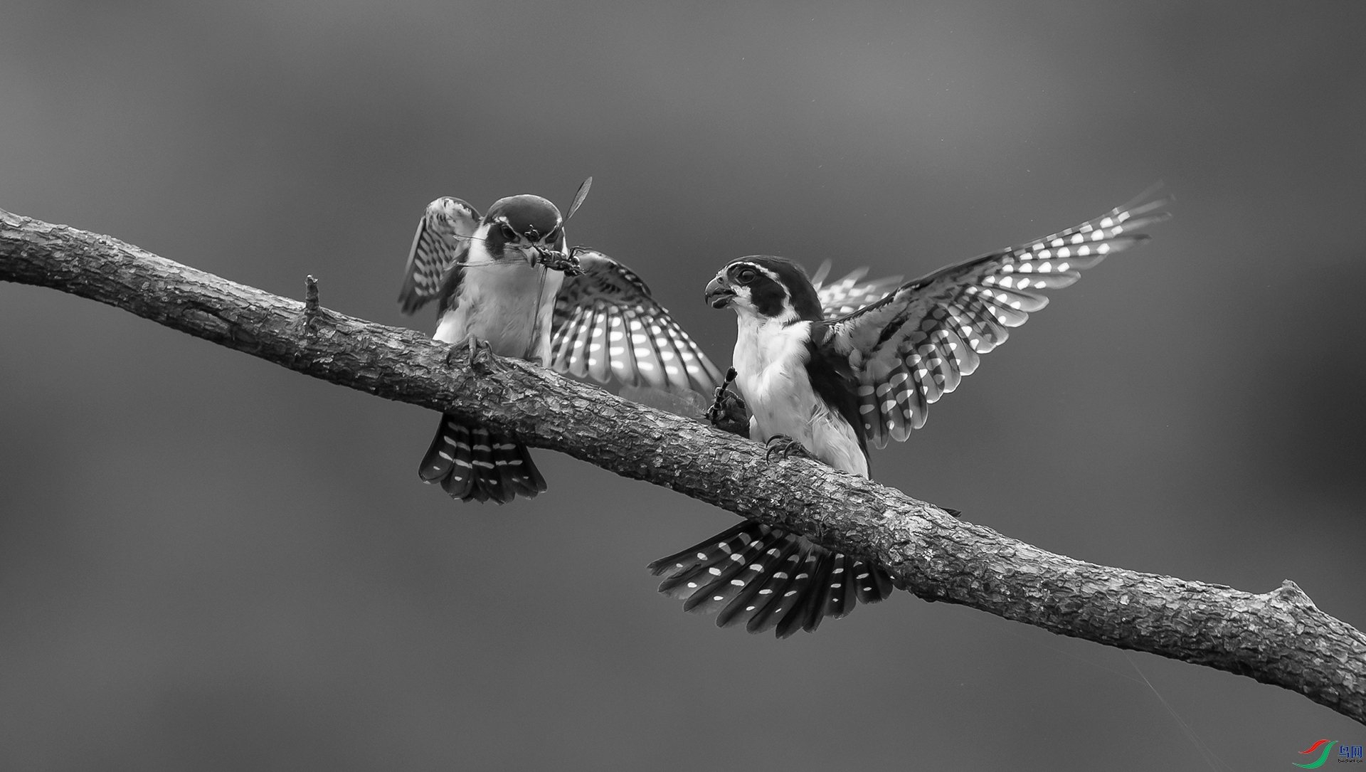 DSC_����С��-1 -����-1.jpg