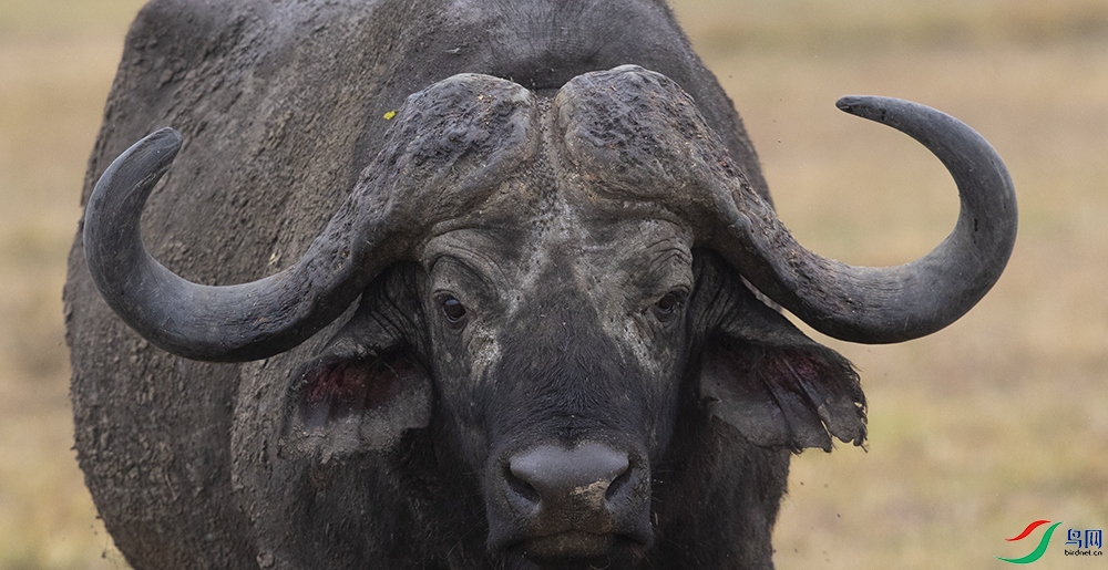 ����Ұţ .jpg