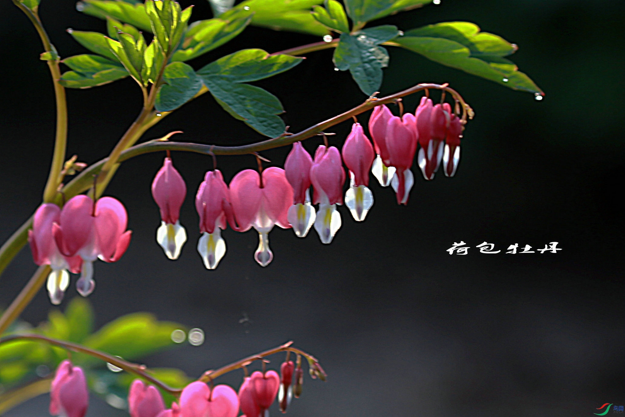 BG3A3639_����.JPG