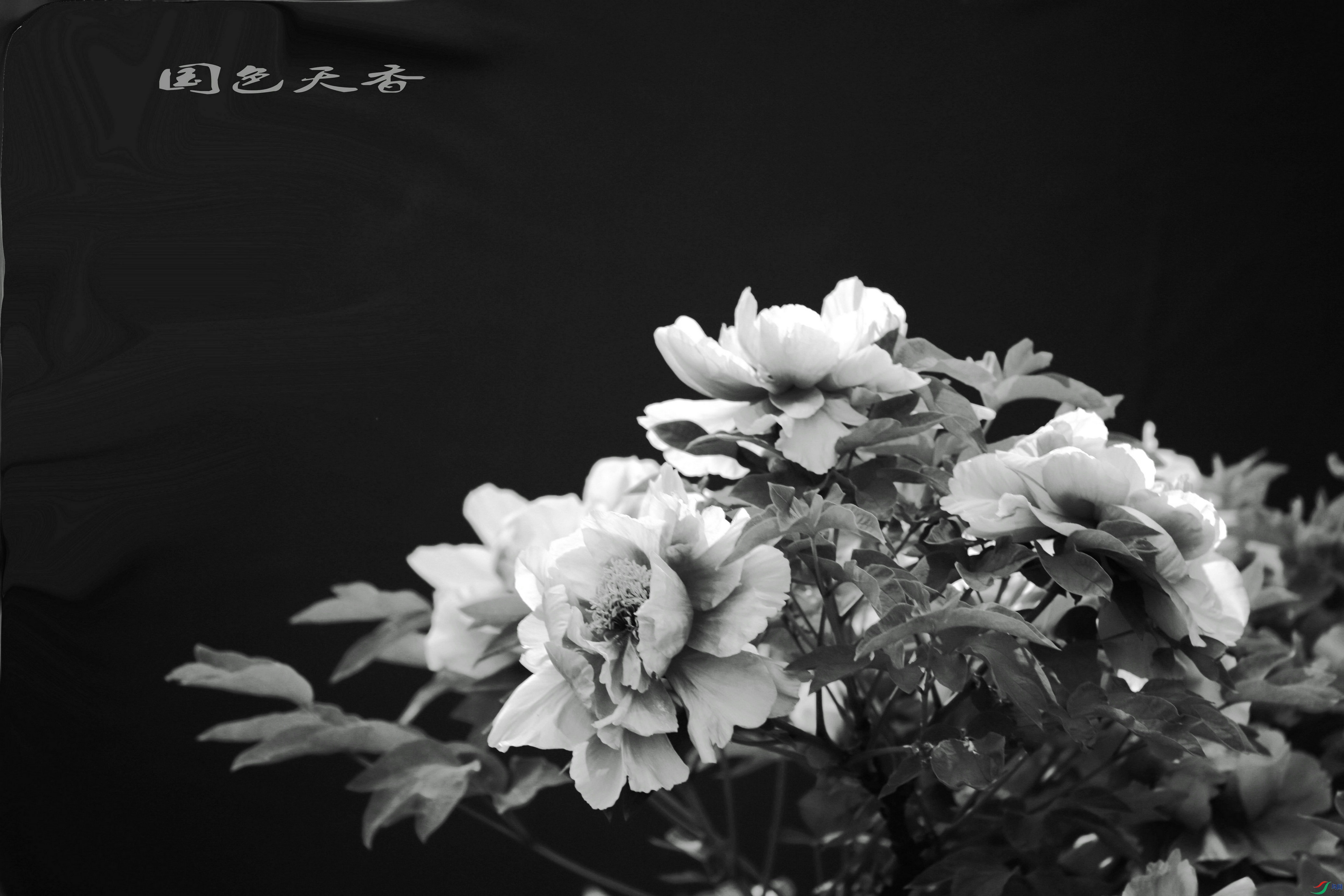 BG3A3606_����1_����1.JPG
