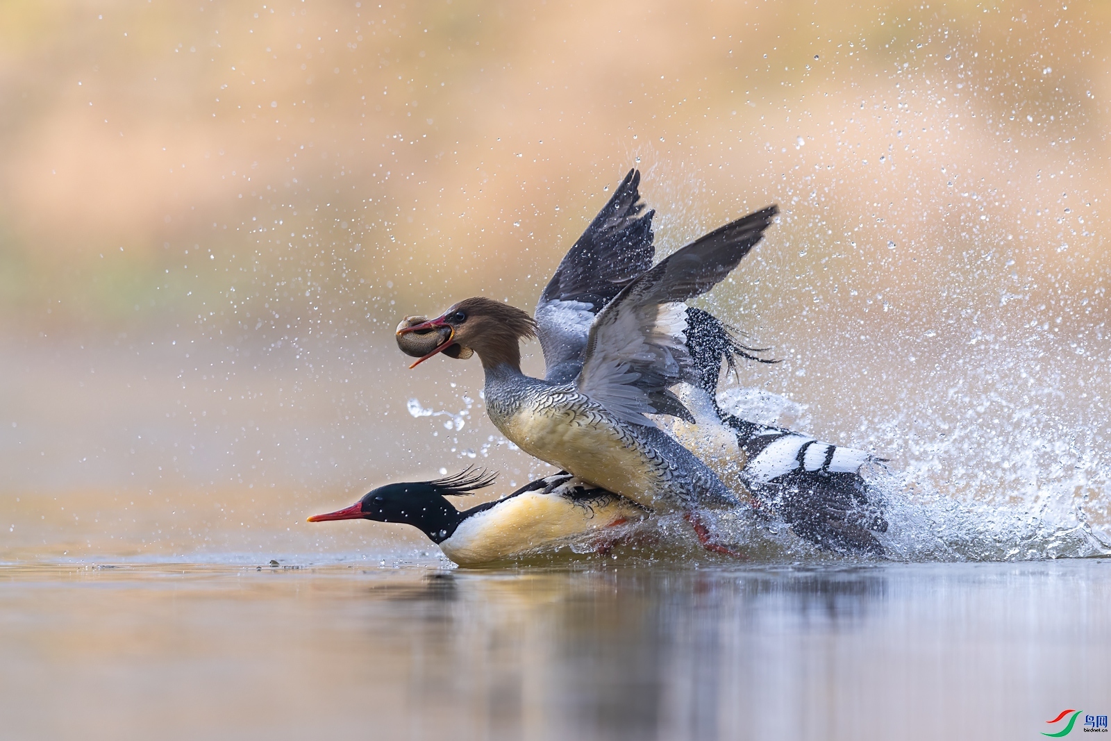 3.27����ɽ������ʦ��Ʒ   ����  ��ף���ٻ���Ӱʦ������.jpg