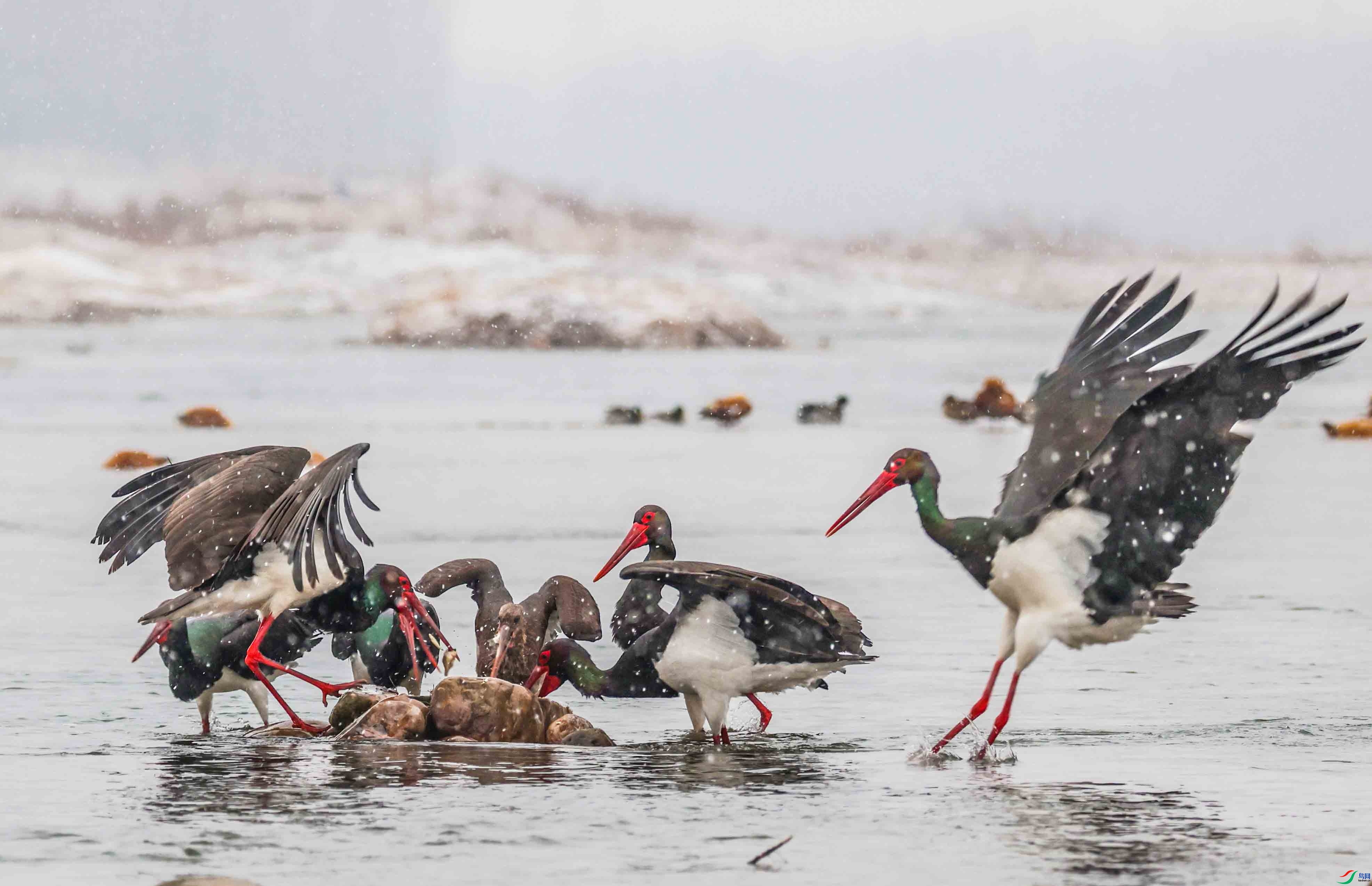 3.28����������ʦ��Ʒ   �Ҹ���ѩ�� ��ף���ٻ���Ӱʦ������.jpg