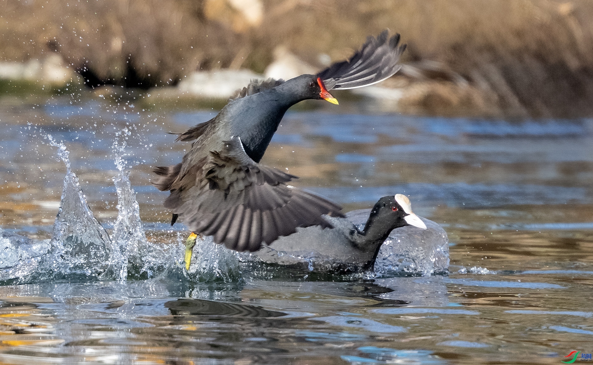 4.2�ɸ����ʦ��Ʒ   ���֮ս ��ף���ٻ���Ӱʦ������.jpg