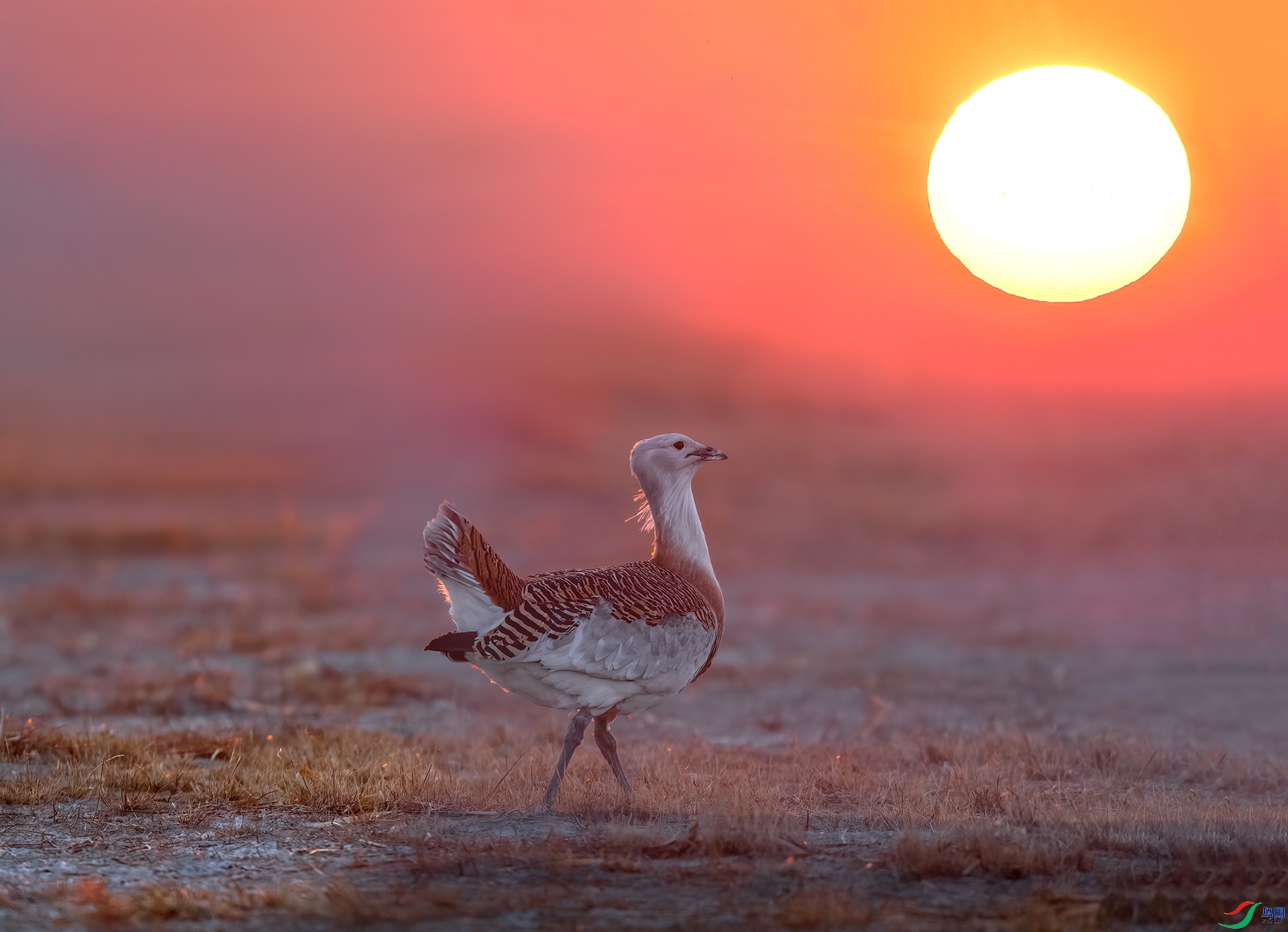 4.4��Ӱ518��ʦ��Ʒ   ׷�� ��ף���ٻ����������.jpg