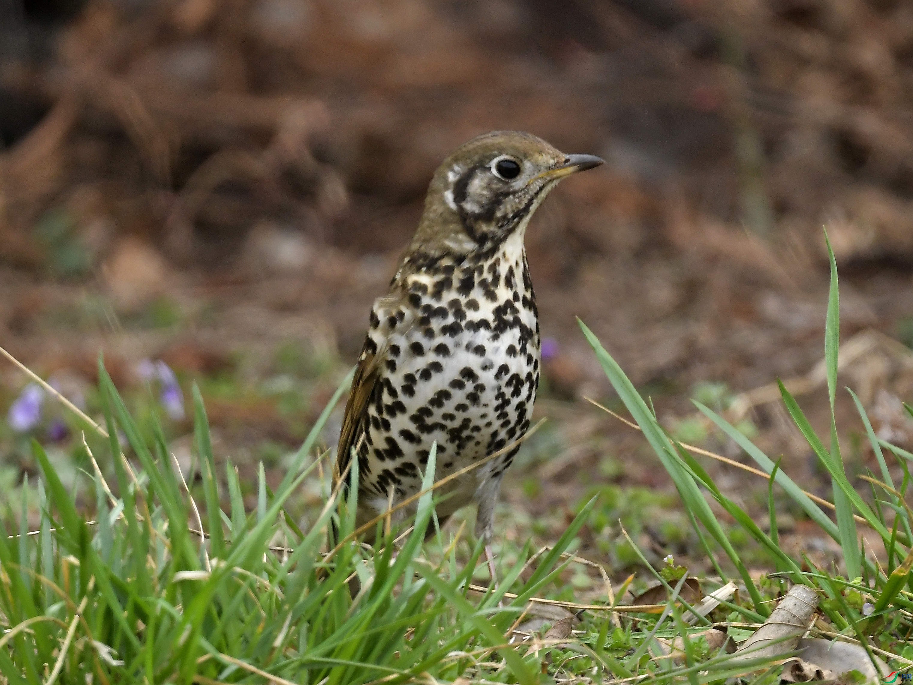 DSC_4643.jpg