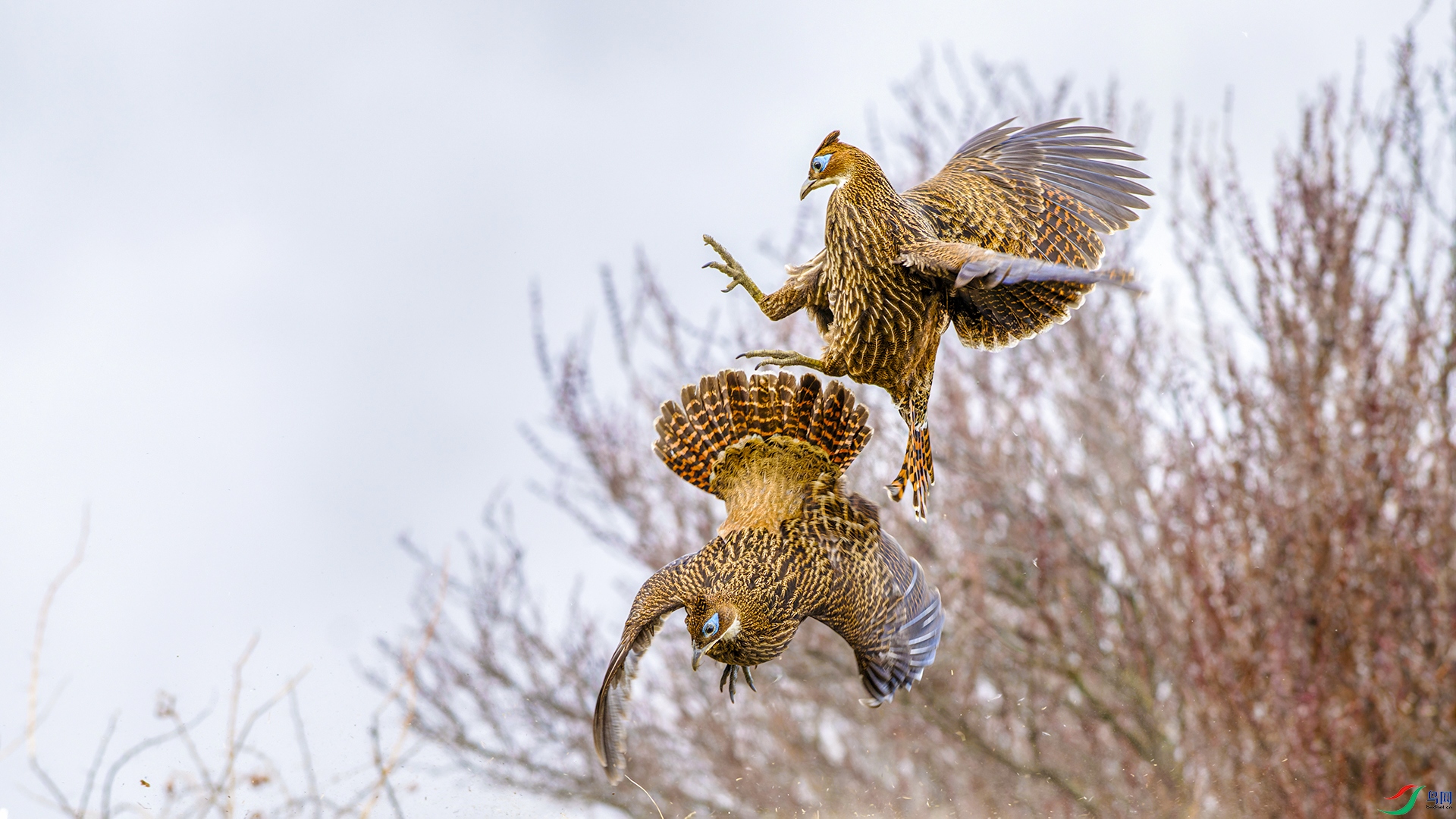 _DSC4294-NEF_DxO_DeepPRIME.jpg