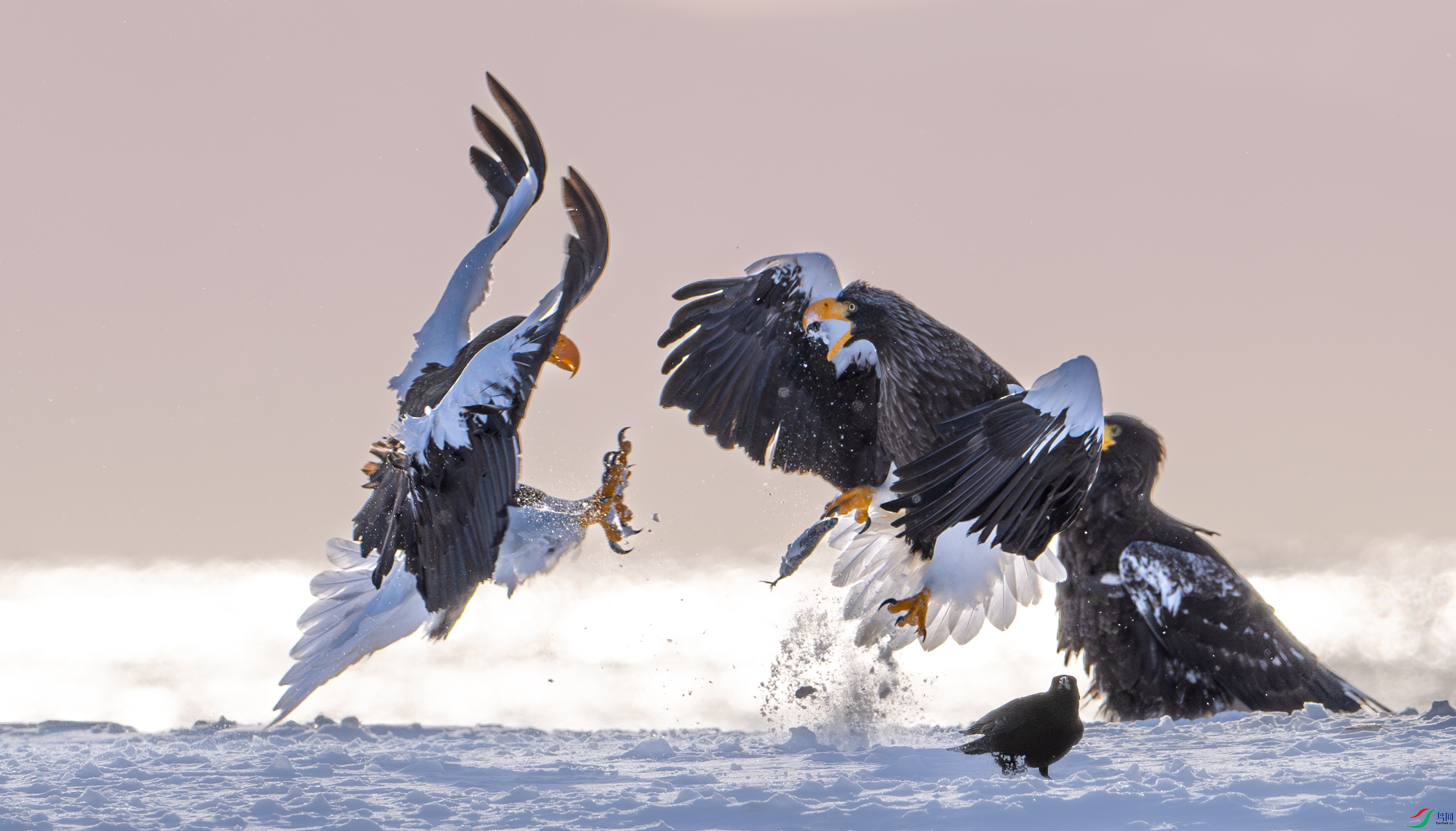 DSC_3998-����ǿ-NR-1.jpg