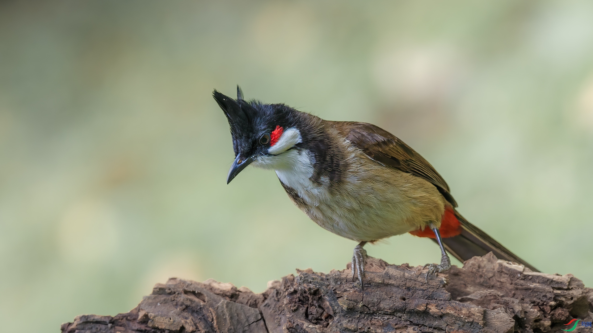 BJ1R0497-1.jpg