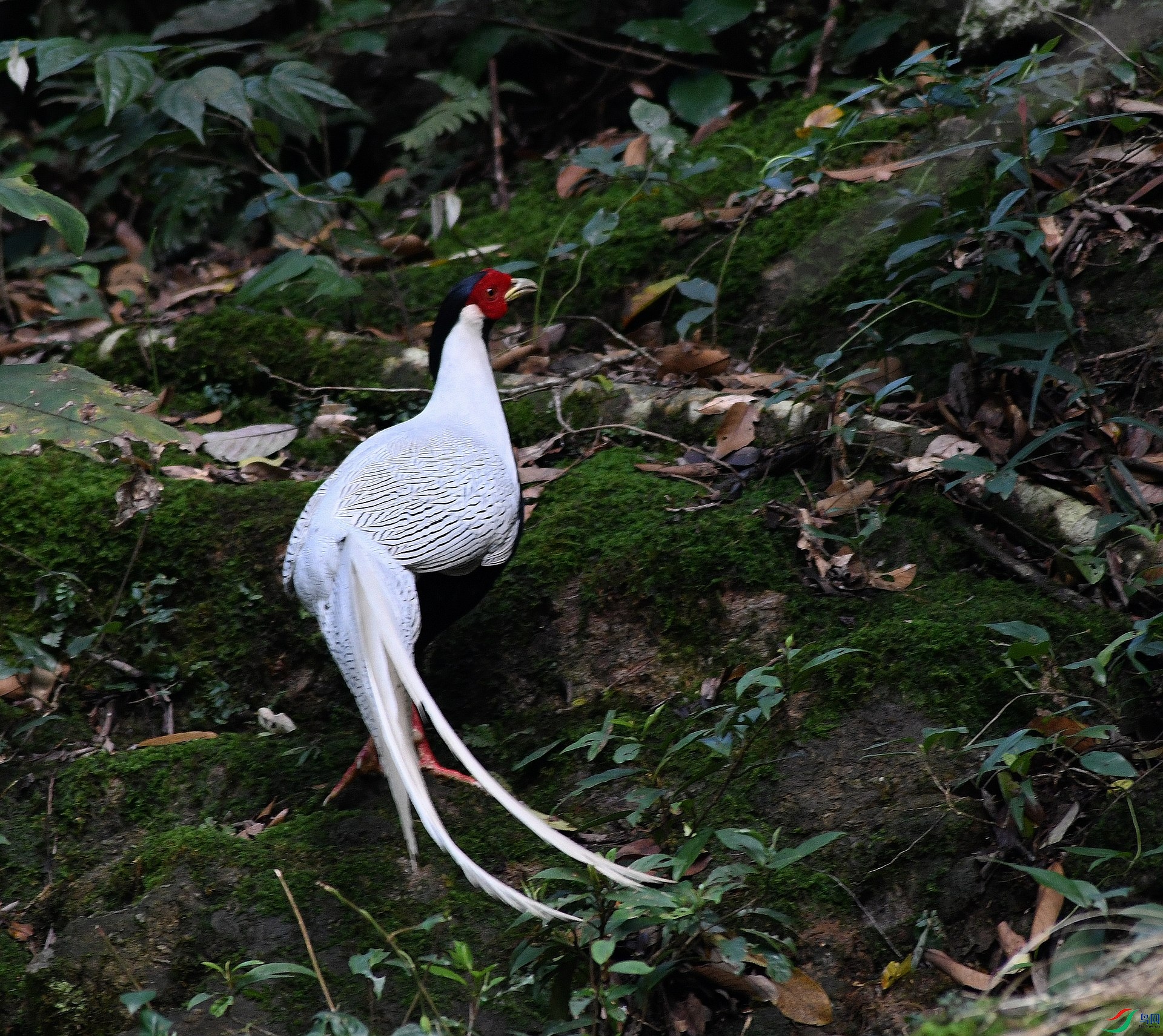 DSC_1527.jpg