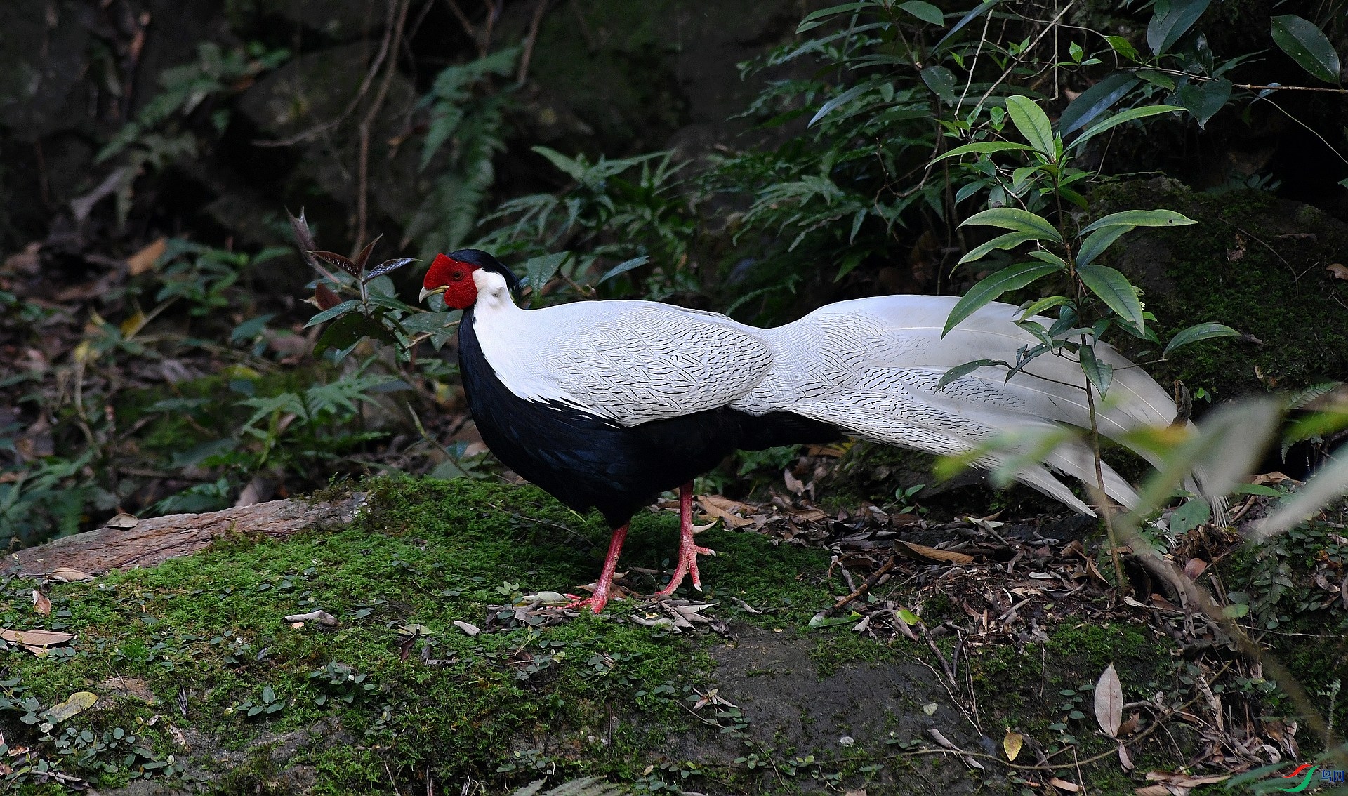DSC_1525.jpg