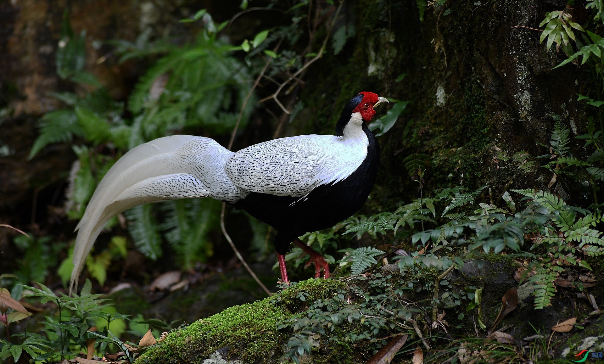 DSC_0983.jpg