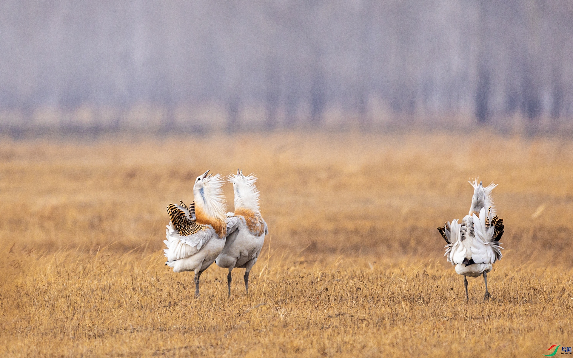 066A4287 ����.jpg