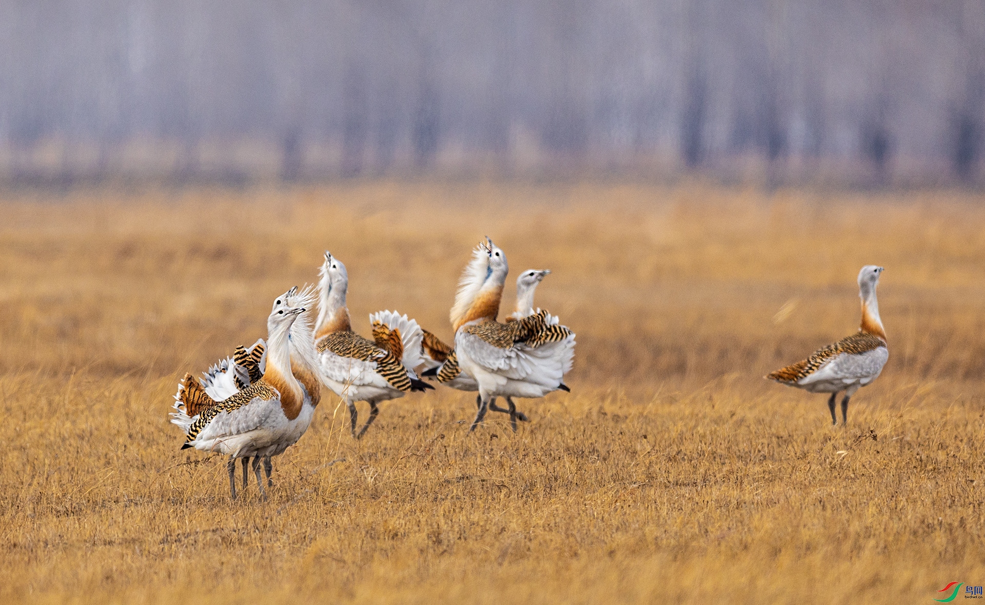 066A4188 ����.jpg