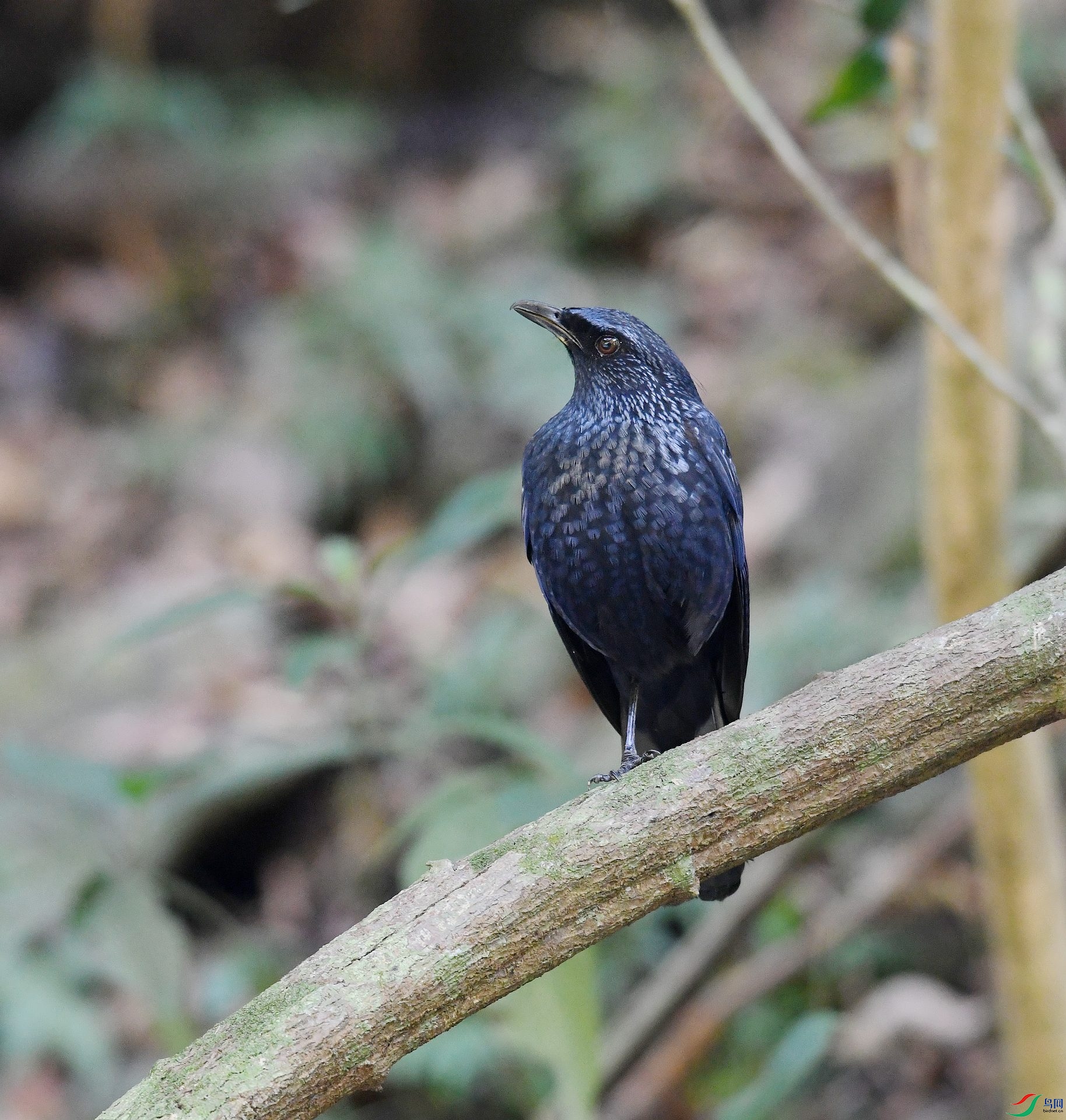 DSC_1634.jpg