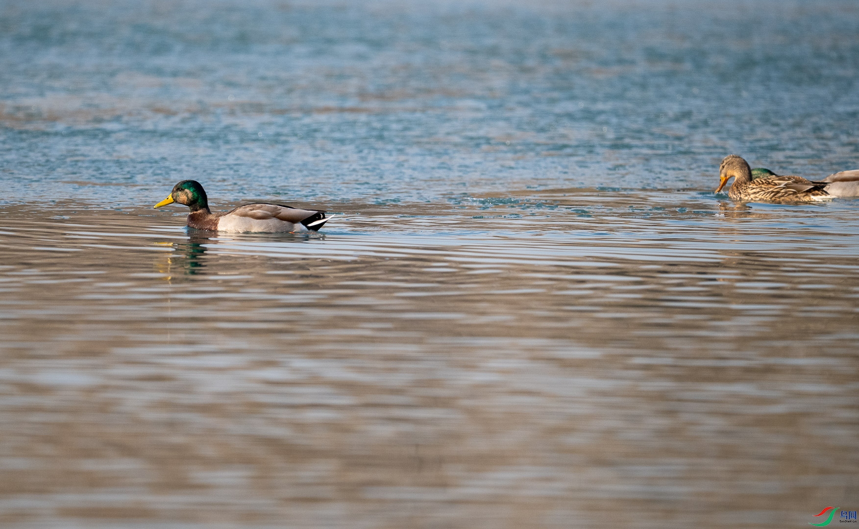 DSC_1093.jpg