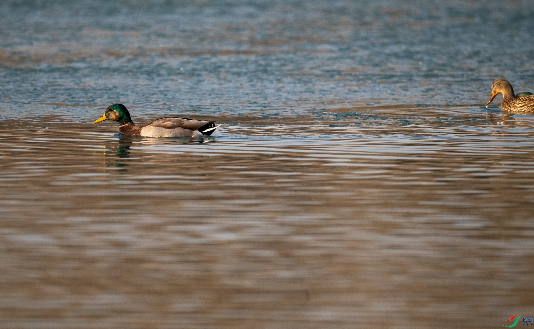 DSC_1094_1.jpg