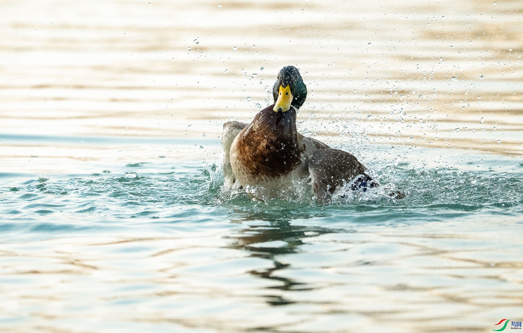 DSC_1109_1.jpg
